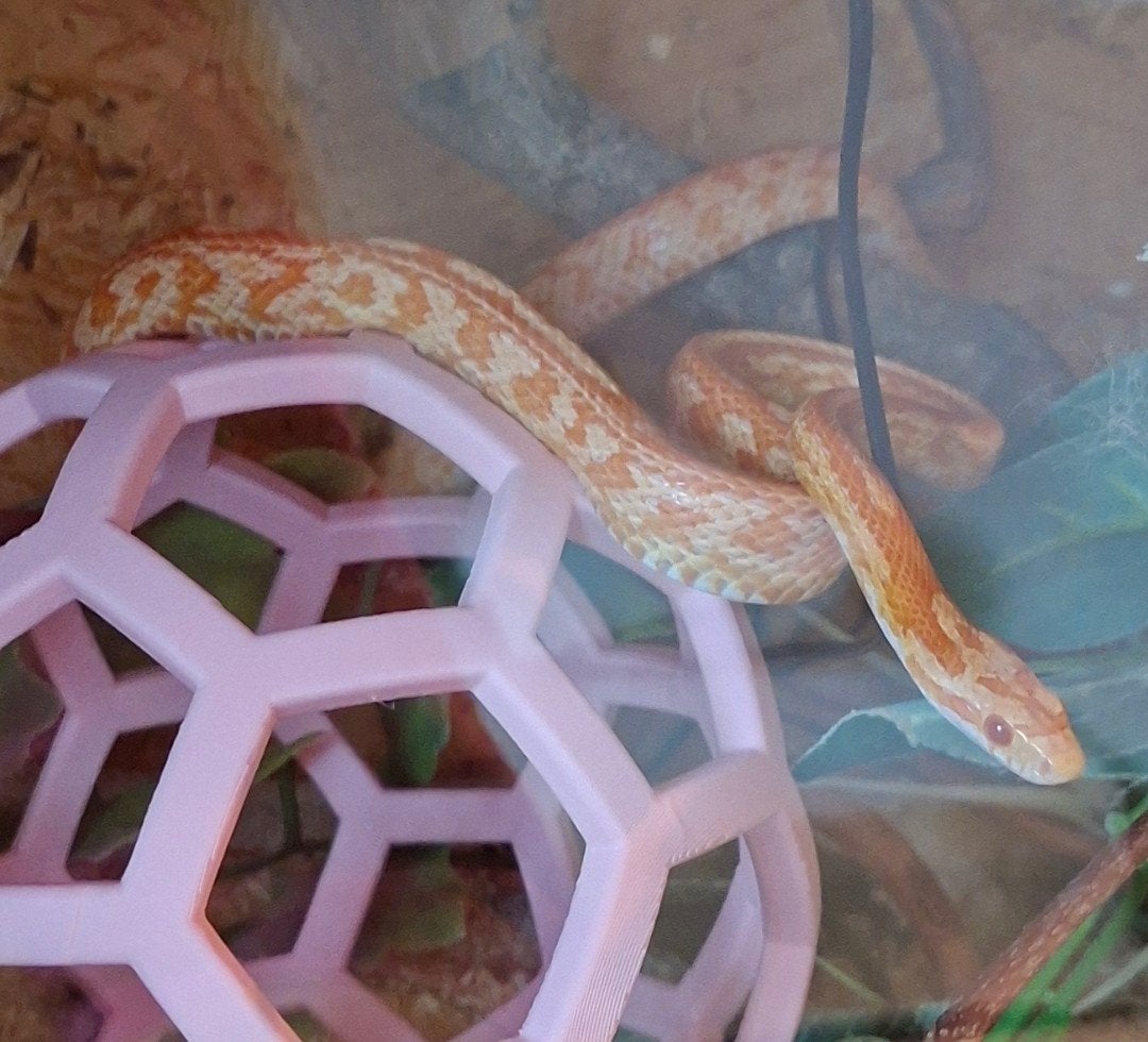 2 Rattenslangen Rat Snake photo 2