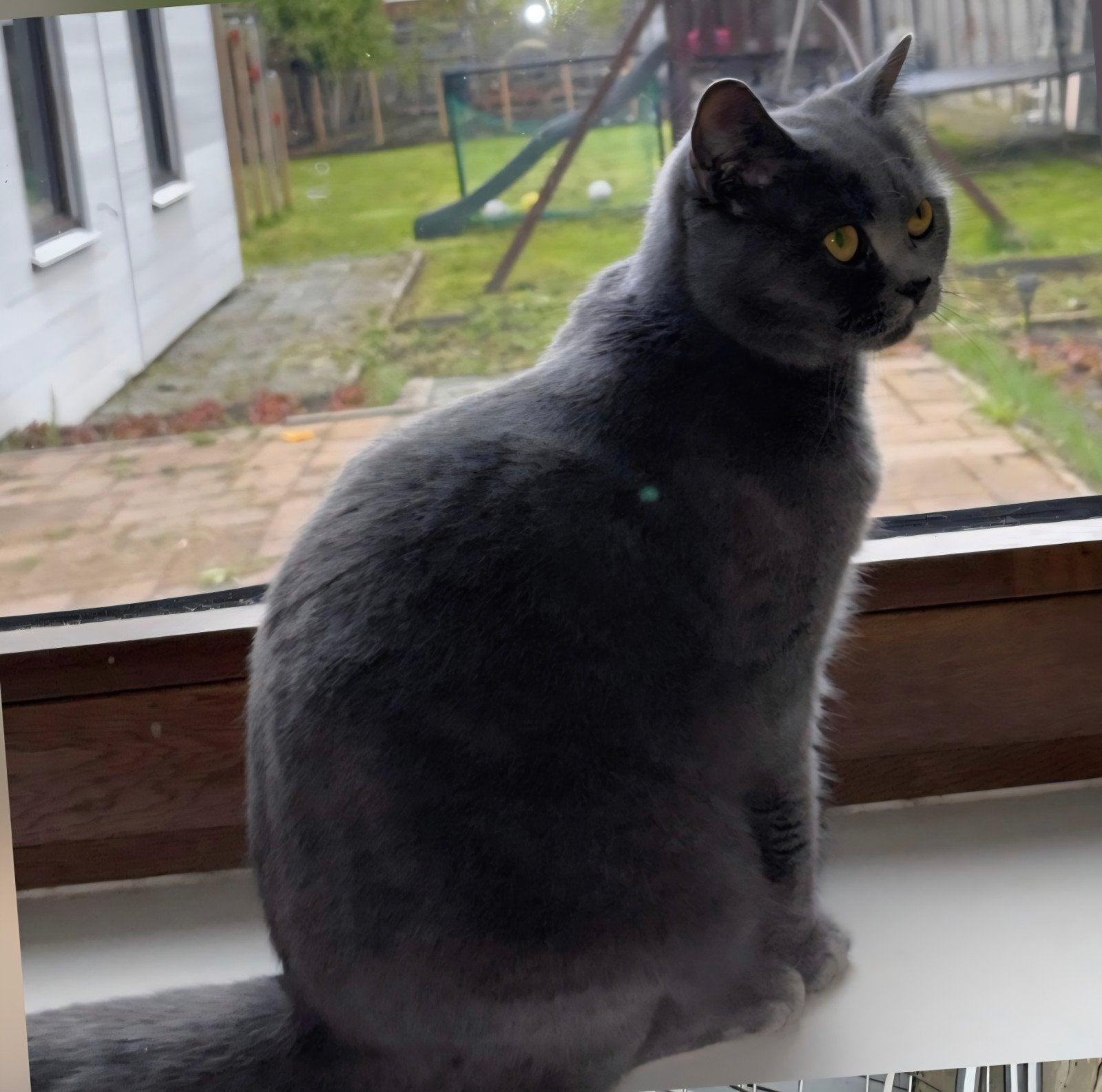 Brits Korthaar Poes Ela Zoekt Gouden Mandje, Dieren en Toebehoren, Poes, Gechipt, 3 tot 5 jaar