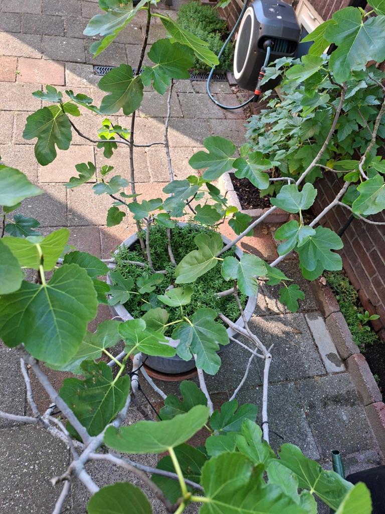 Volwassen Vijg 25 jaar oud, Ophalen, 100 tot 250 cm, In pot, Vijgenboom