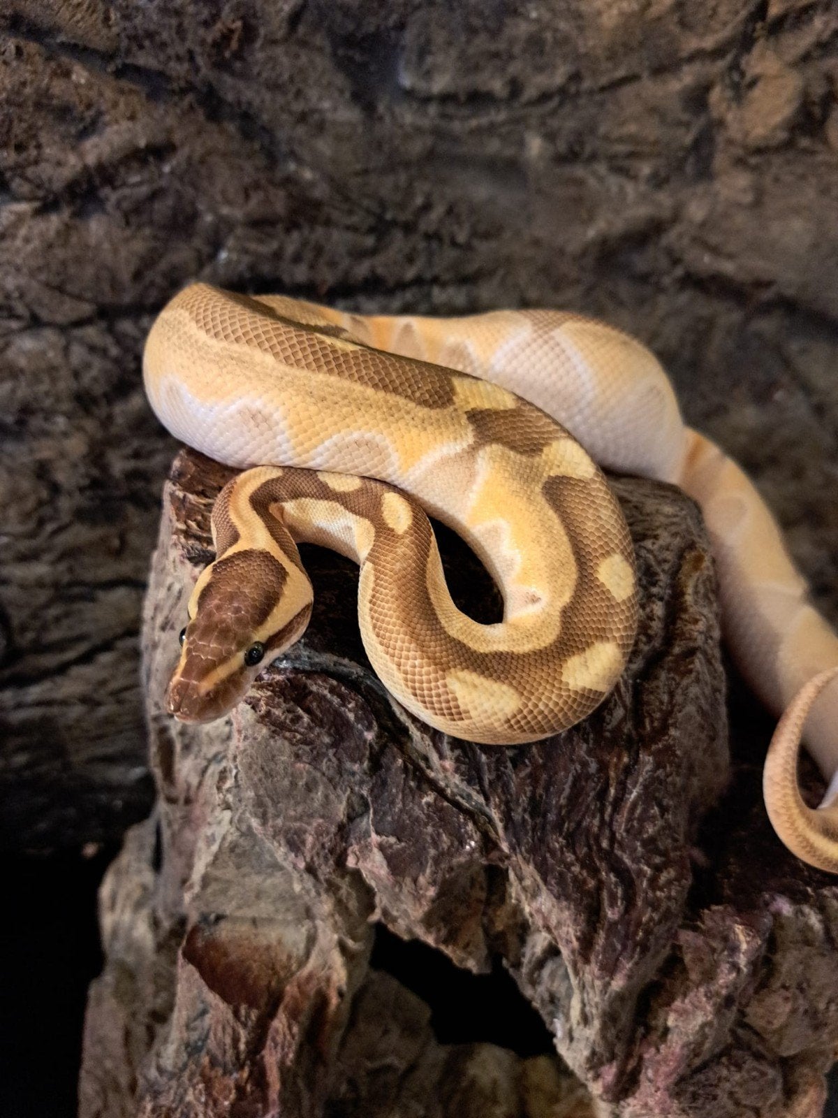 koningspython (regius) pastel vrouw Ball Python photo 7