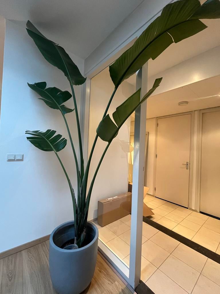 Grote Strelitzia Augusta - 2.45m hoog, 1.70m breed  Kamerplanten   Marktplaats