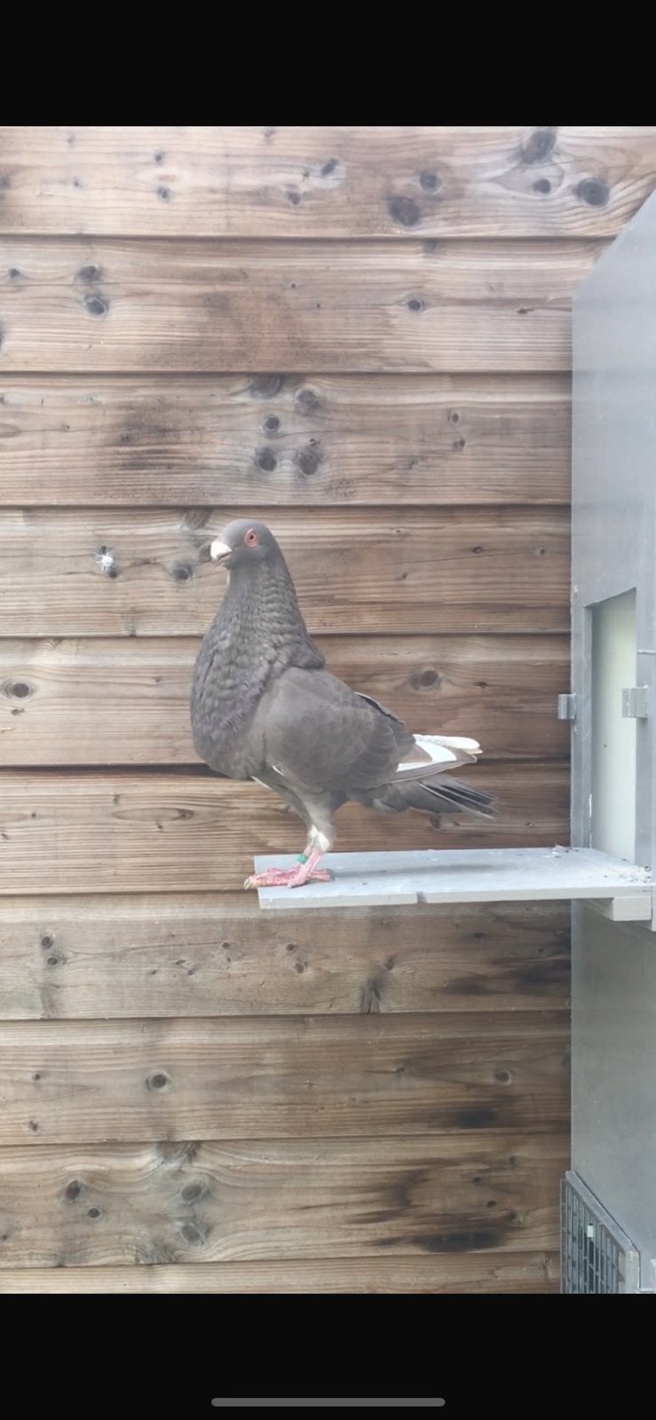 Granadino doffer, Dieren en Toebehoren, Mannelijk, Kropper
