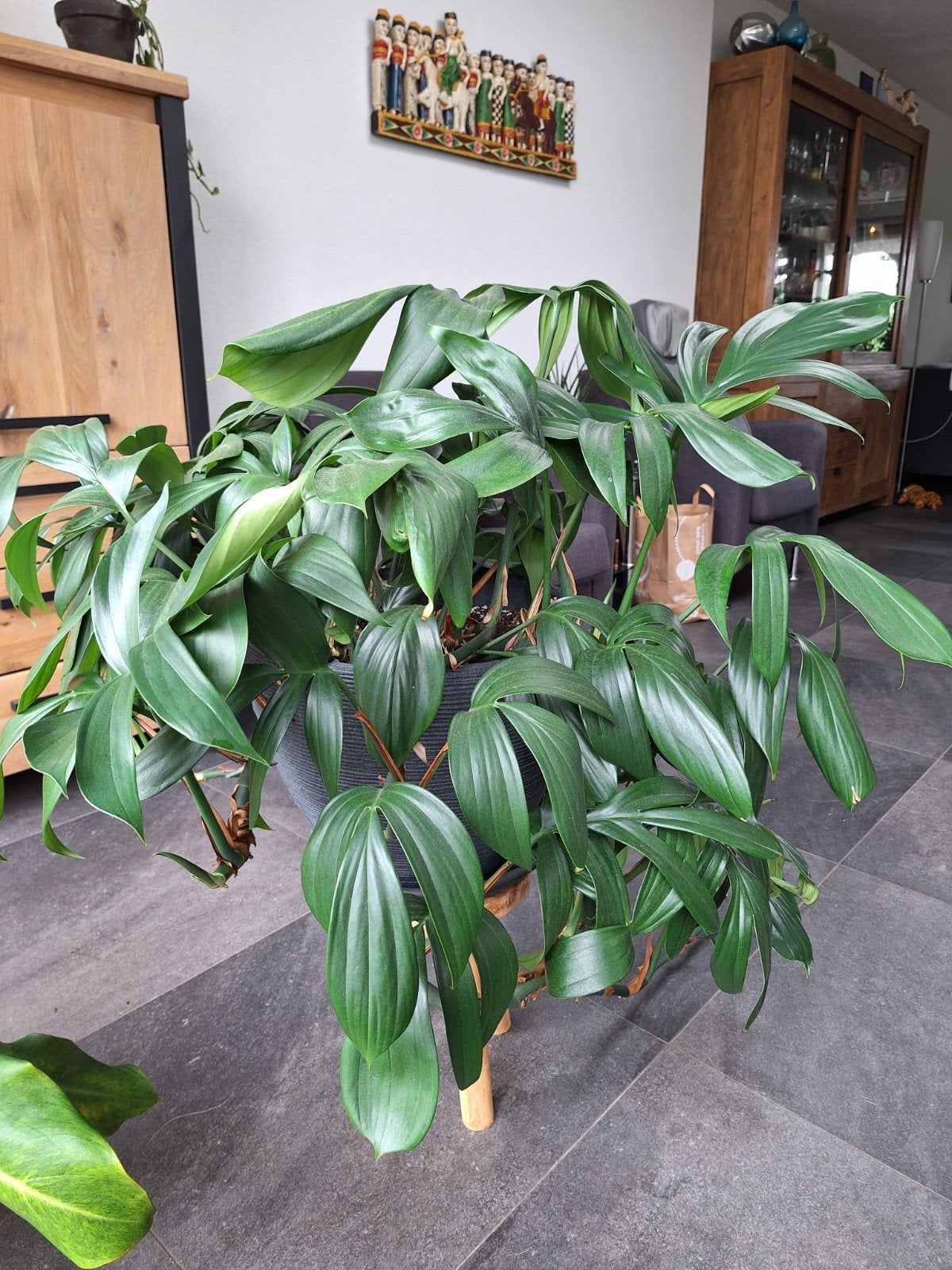 Philodendron Dragon Tail - Grote en gezonde kamerplant, Huis en Inrichting, Kamerplanten, Ophalen