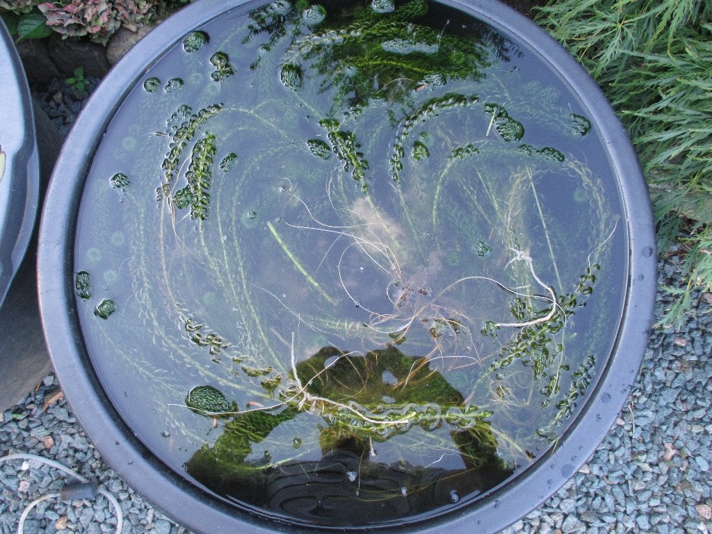 Verse bosjes waterpest., Ophalen, Gebruikt