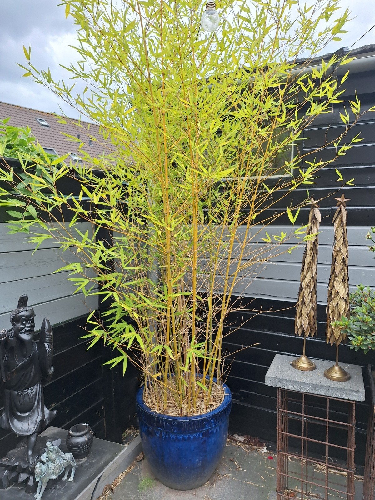 BAMBOO in pot, Ophalen, In pot, Volle zon, Overige soorten