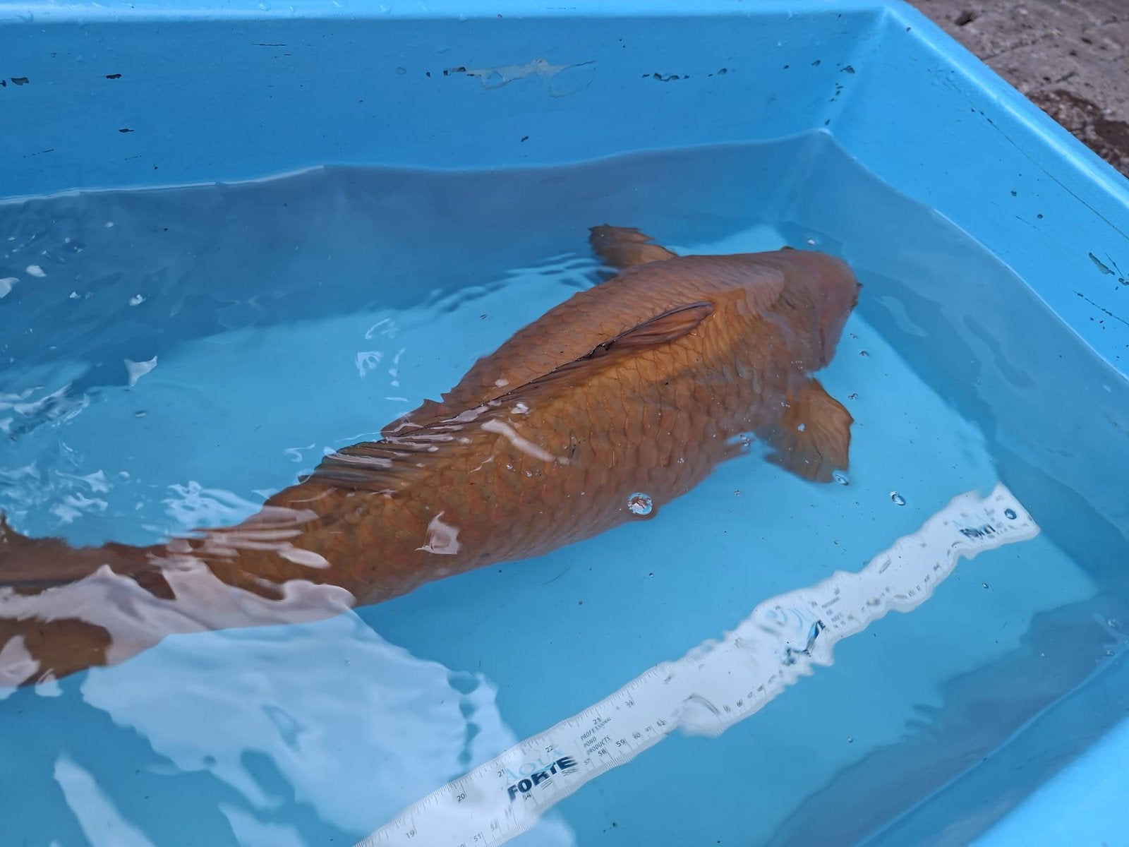 Chagoi 75 cm, Karper of Koi