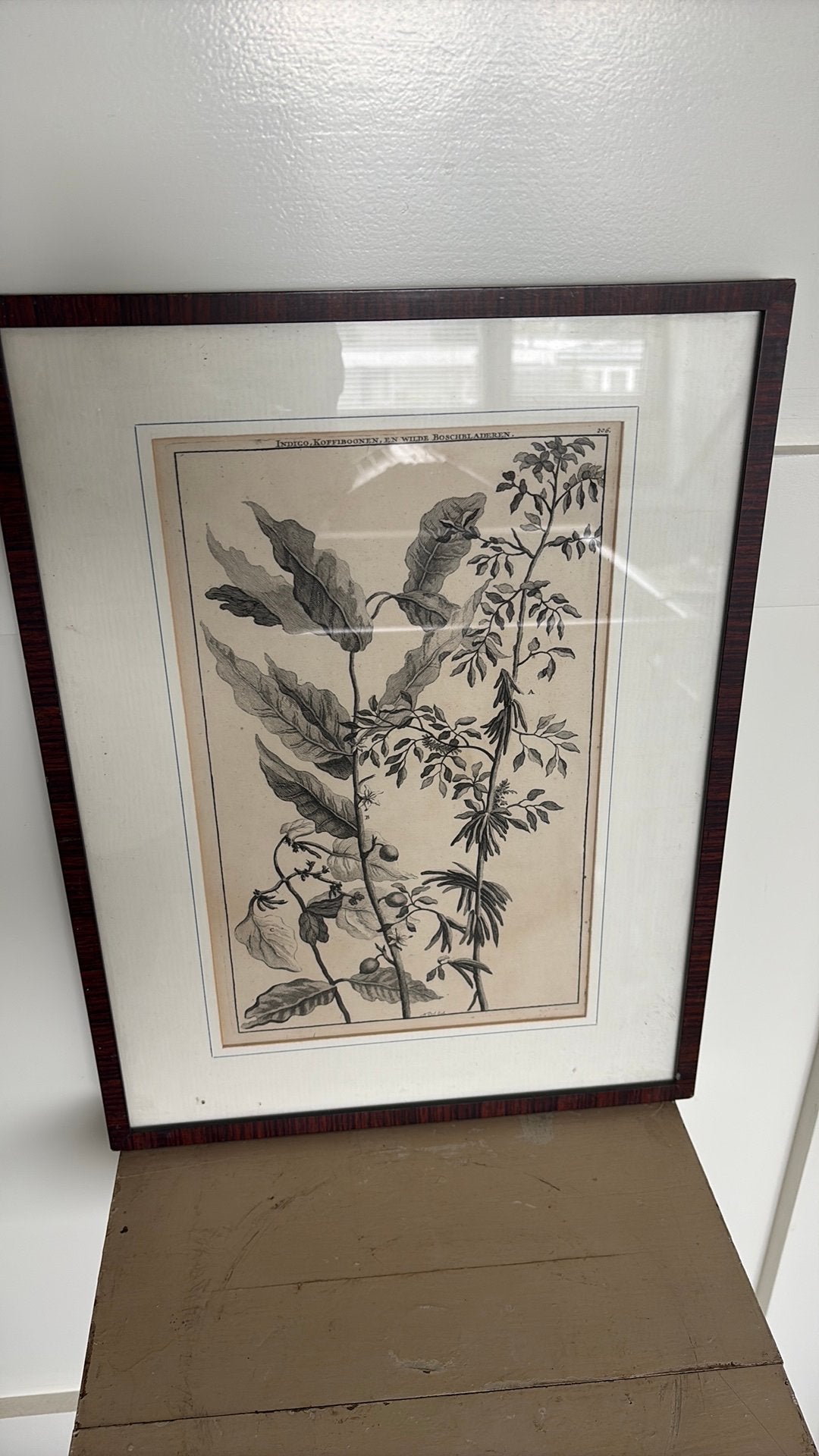 Gravure van een koffiebonen plant, Ophalen of Verzenden
