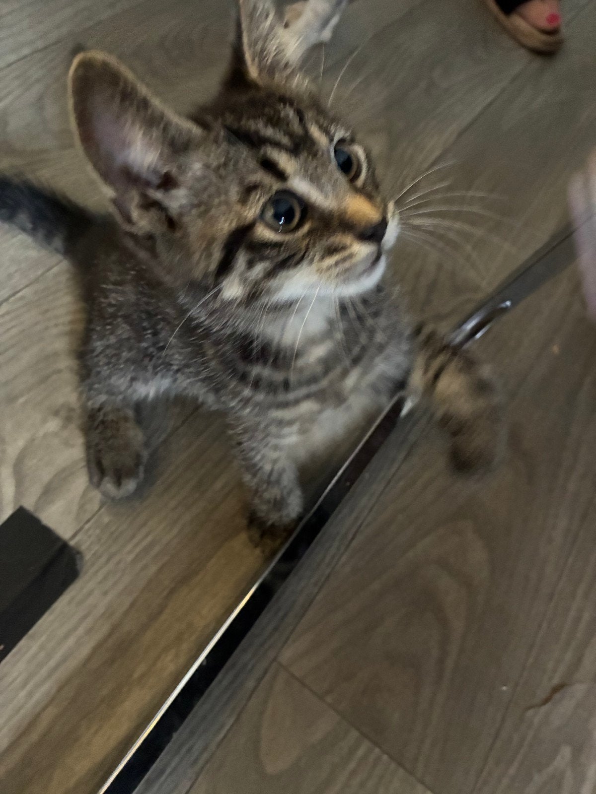Schattige kittens zoeken een nieuw thuis. Ze zijn 12 weken o, Kater, Ontwormd