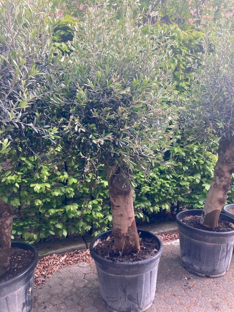 Olijfboom 190-200 cm hoog, stamdikte 45-50 cm, Tuin en Terras, Planten | Bomen, Lente, 100 tot 250 cm, Olijfboom, Ophalen