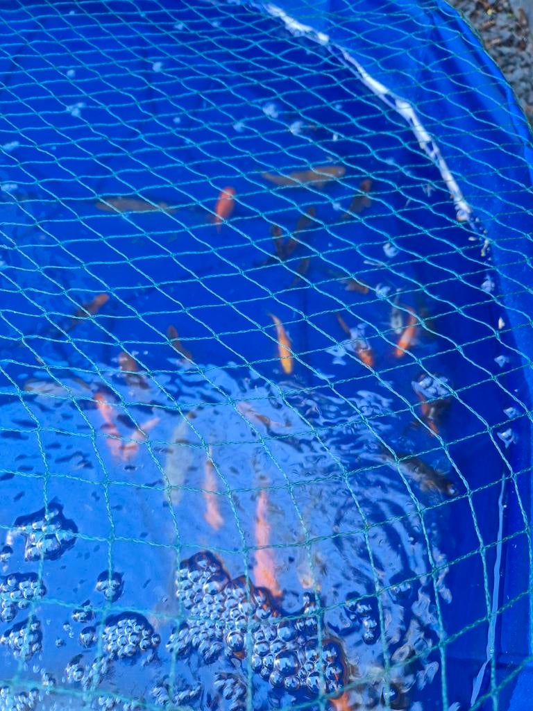 Kois, Dieren en Toebehoren, Vissen | Vijvervissen, Karper of Koi