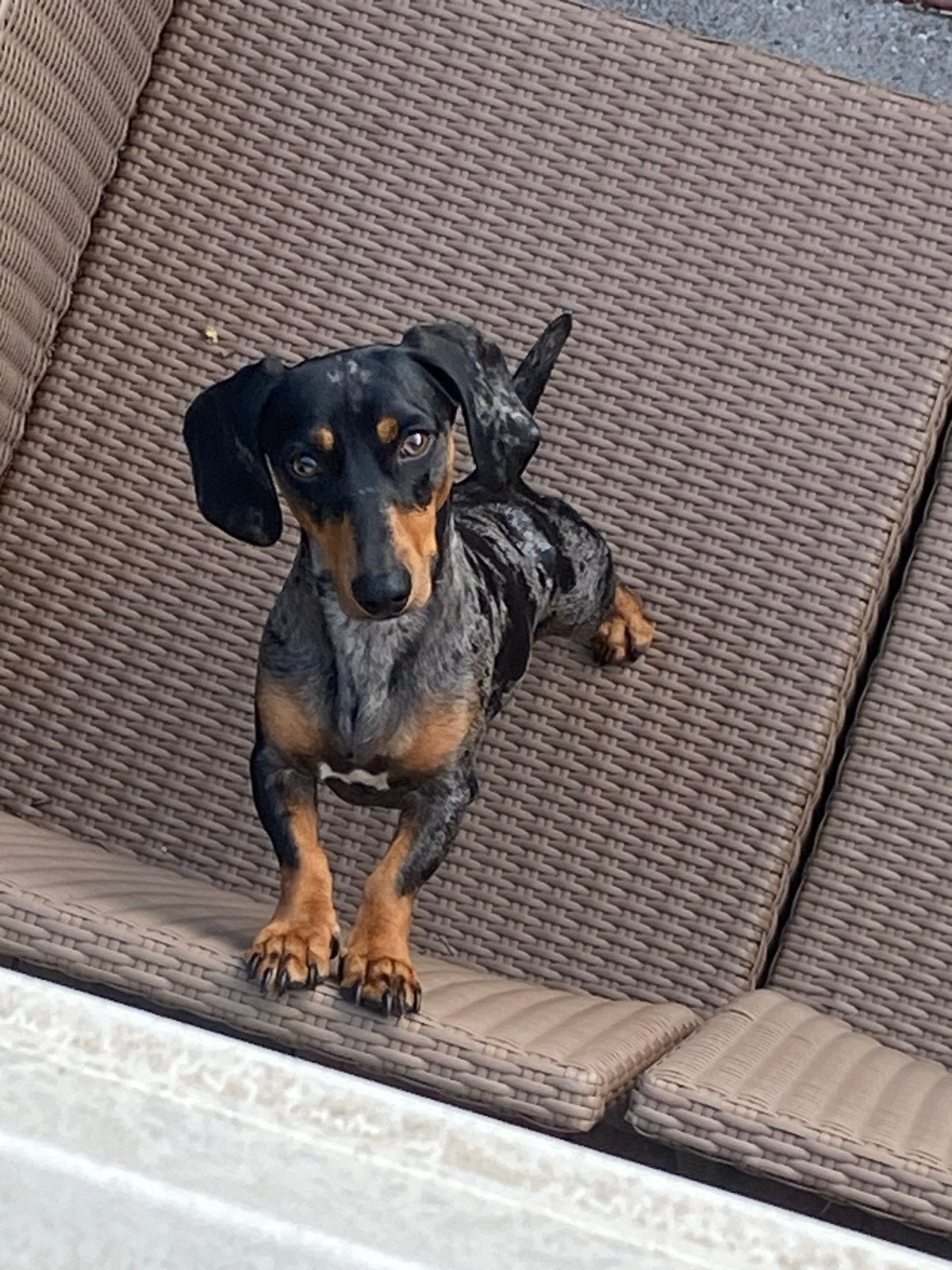 Teckel Willem zoekt een lieve dame ️, Dieren en Toebehoren, Honden | Dekreuen, Reu, 1 tot 2 jaar, Parvo, Eén hond