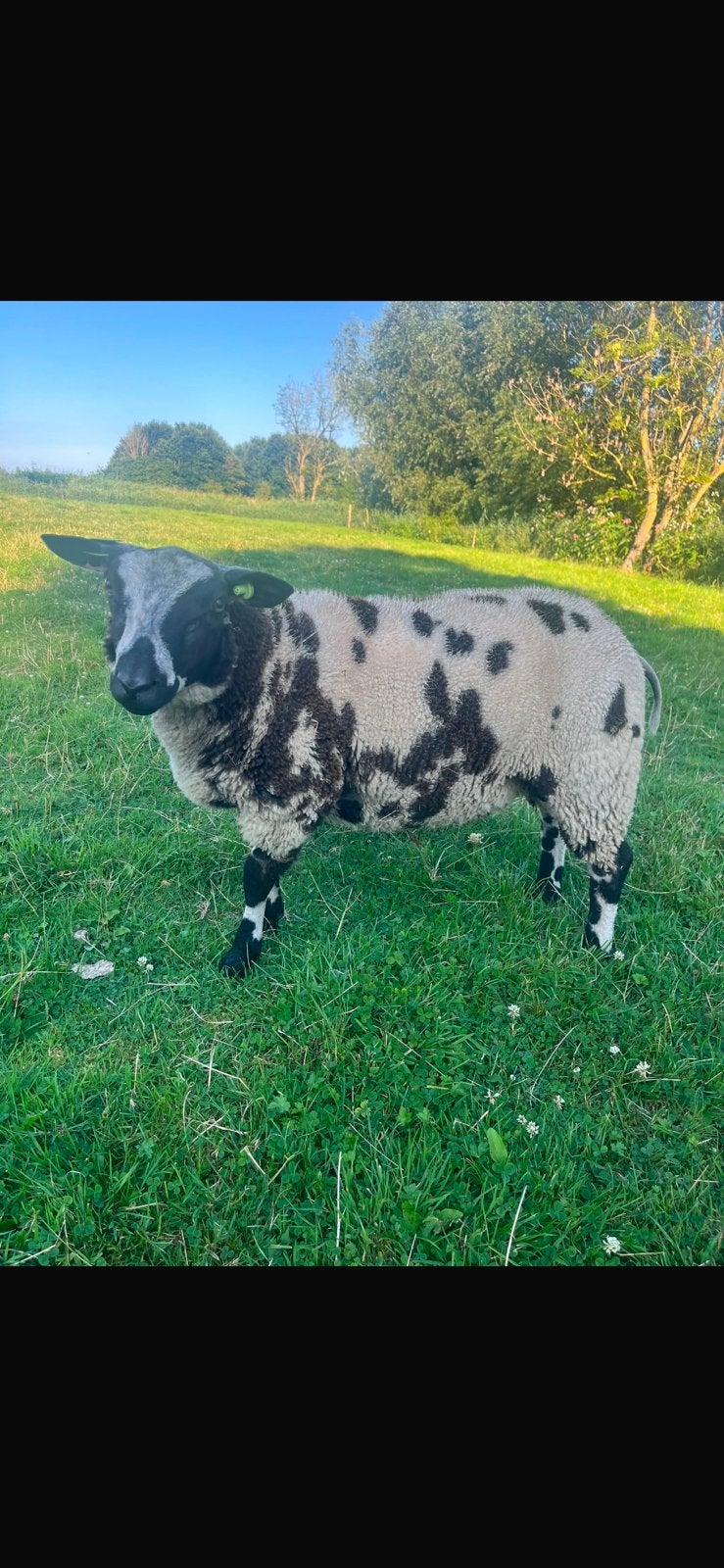 Koppel stamboek bonte schapen., Dieren en Toebehoren, Meerdere dieren, Schaap