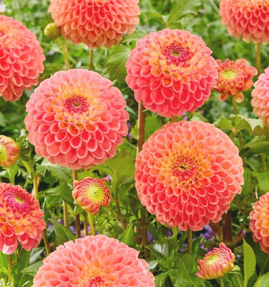 Dahlia 'Jowey Nicky', Ophalen, Overige soorten, Volle zon