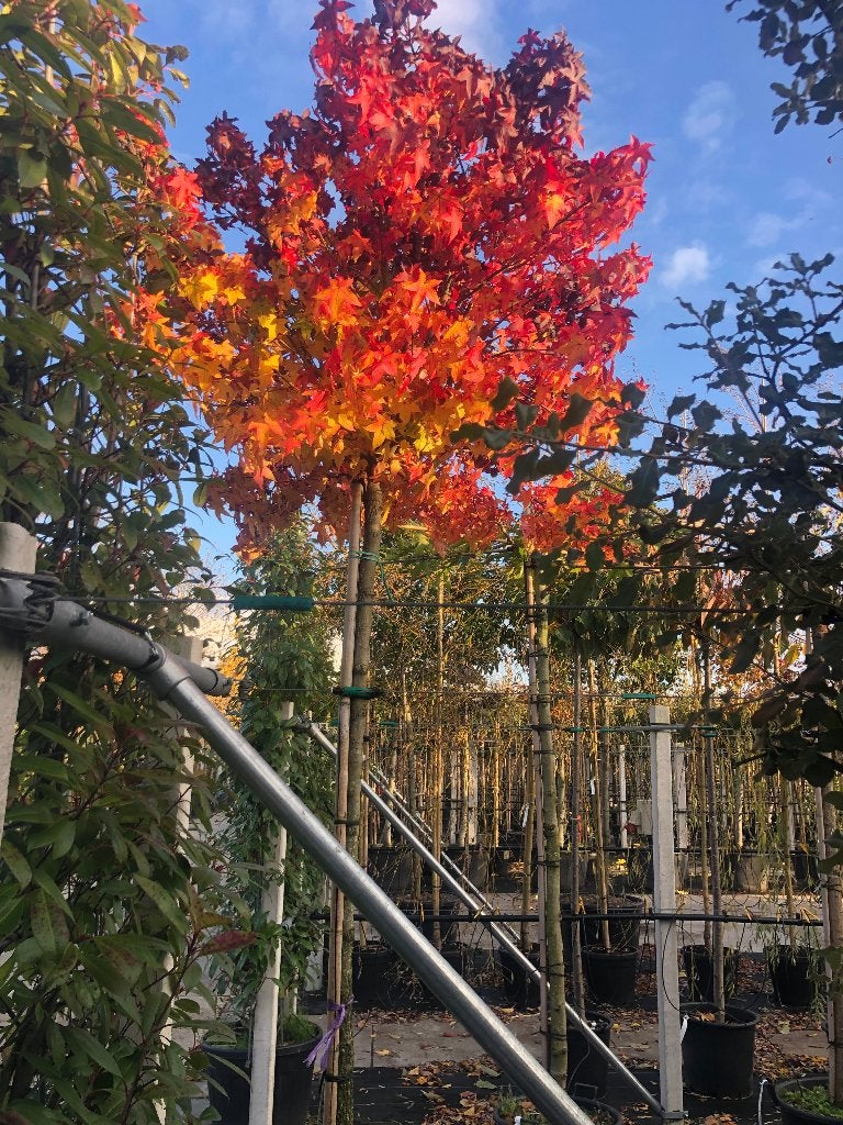 Amberboom (Liquidambar) bol op stam- Prachtige Herfstkleuren, Bloeit niet, 100 tot 250 cm, Ophalen, Volle zon