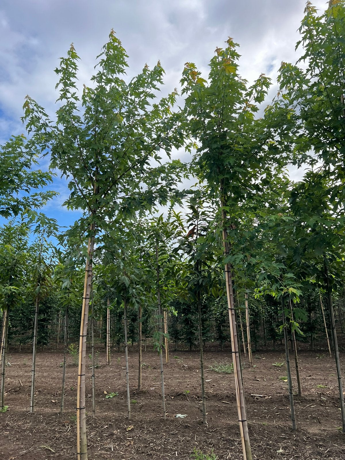 Acer saccharinum witte / suiker esdoorn 4,5 meter, Tuin en Terras, Ophalen, Overige soorten, 400 cm of meer