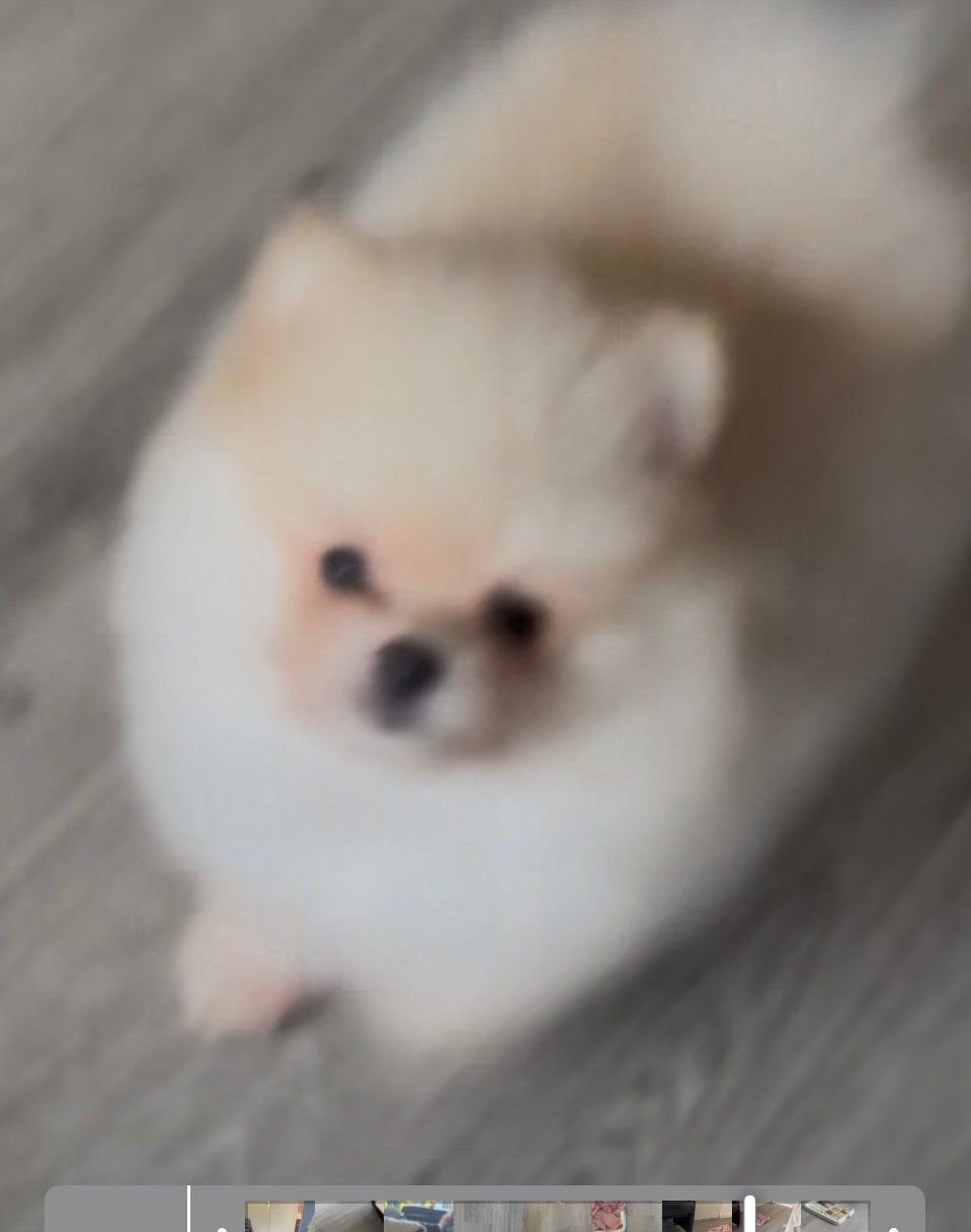 Pomeriaan Pup teef NL Paspoort, Dieren en Toebehoren, Honden | Poolhonden, Keeshonden en Oertypen, Parvo, Keeshond, 8 tot 15 weken