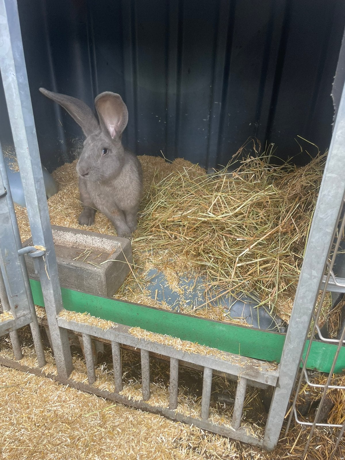 Mooie blauwe ram, Dieren en Toebehoren, Mannelijk, Groot
