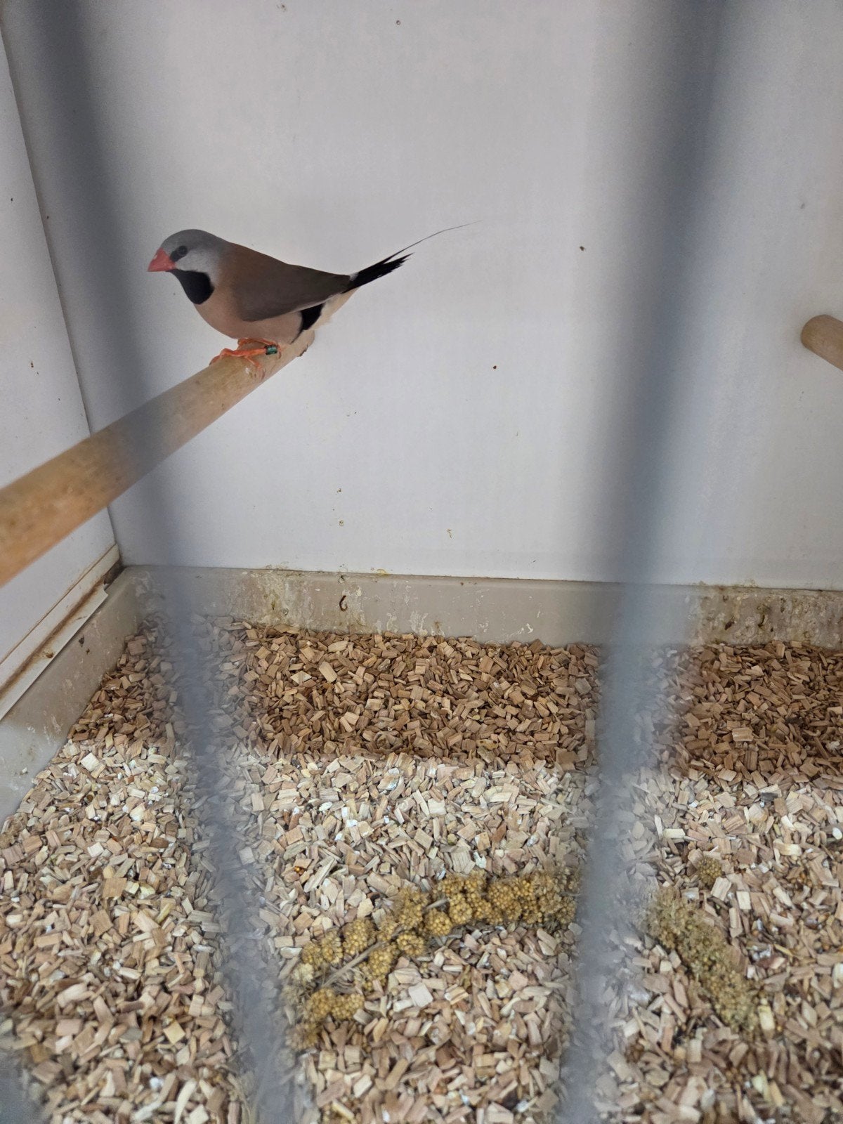 Diverse soorten vogels, Dieren en Toebehoren, Vogels | Overige Vogels, Meerdere dieren