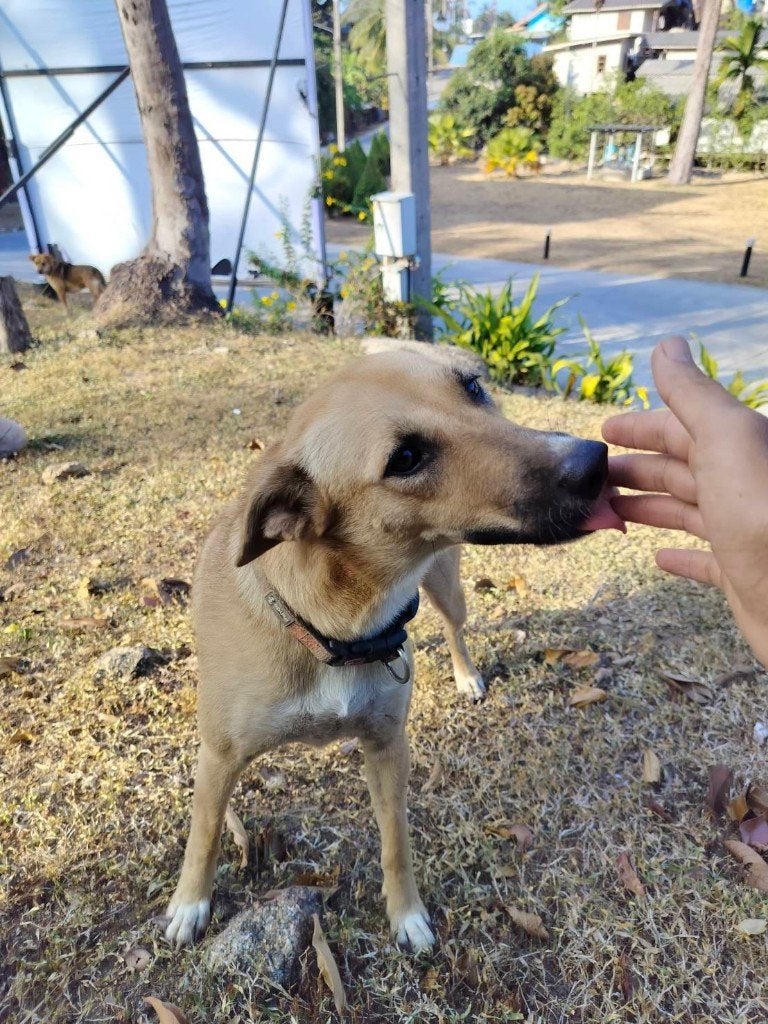 Susi Hond Thaise breed 2,5 jaar Teefje, Particulier, 1 tot 2 jaar, Buitenland, Teef