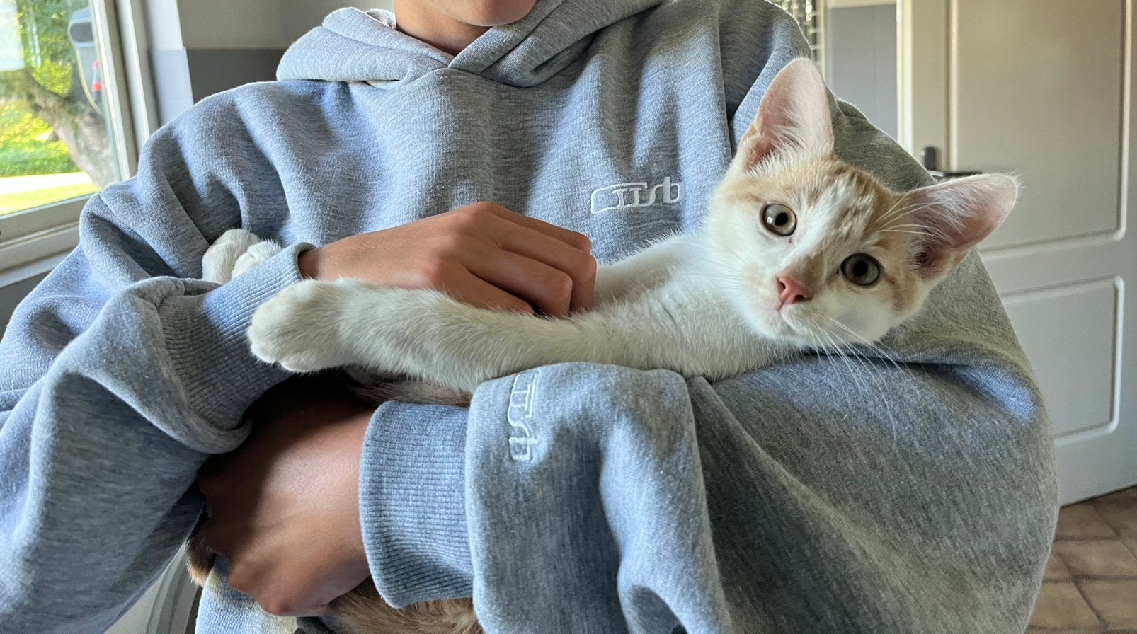 Lieve mooie kitten, Meerdere dieren, Kortharig, 0 tot 2 jaar