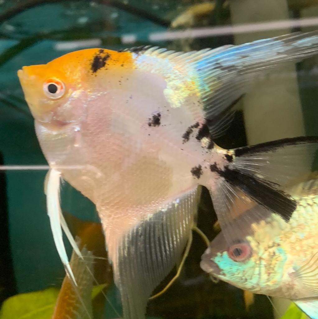 Nieuw ! Maanvis platinum Koi, Vis