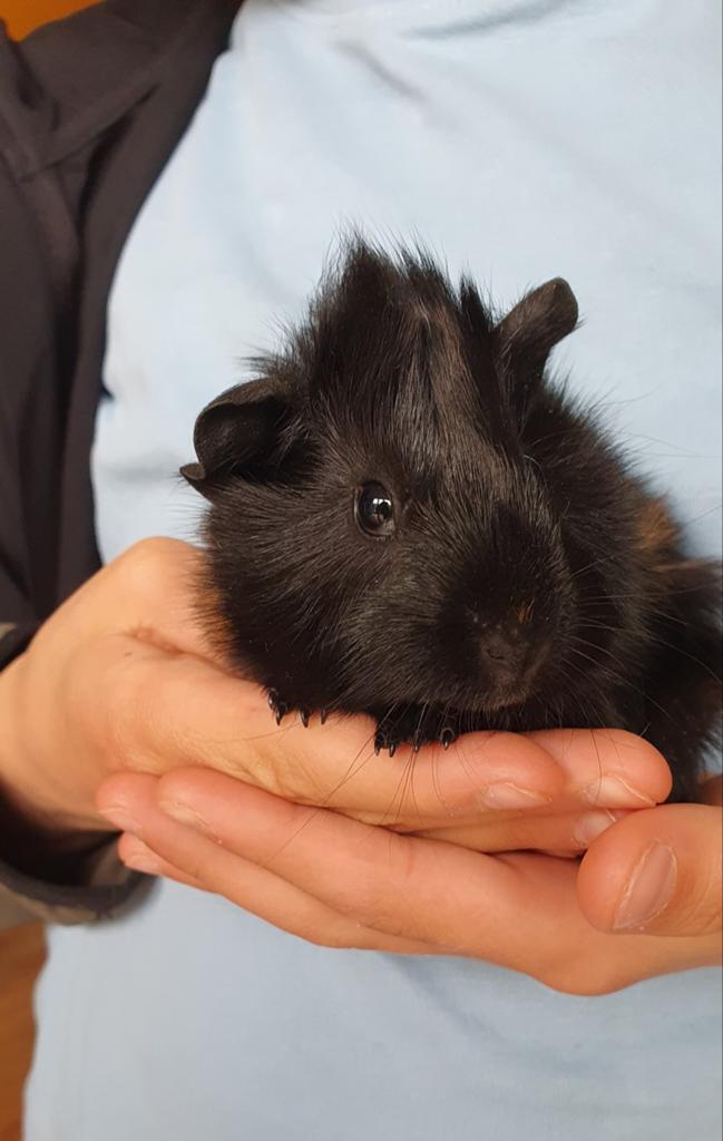 Lief cavia beertje, Cavia, April, Mannelijk, Tam