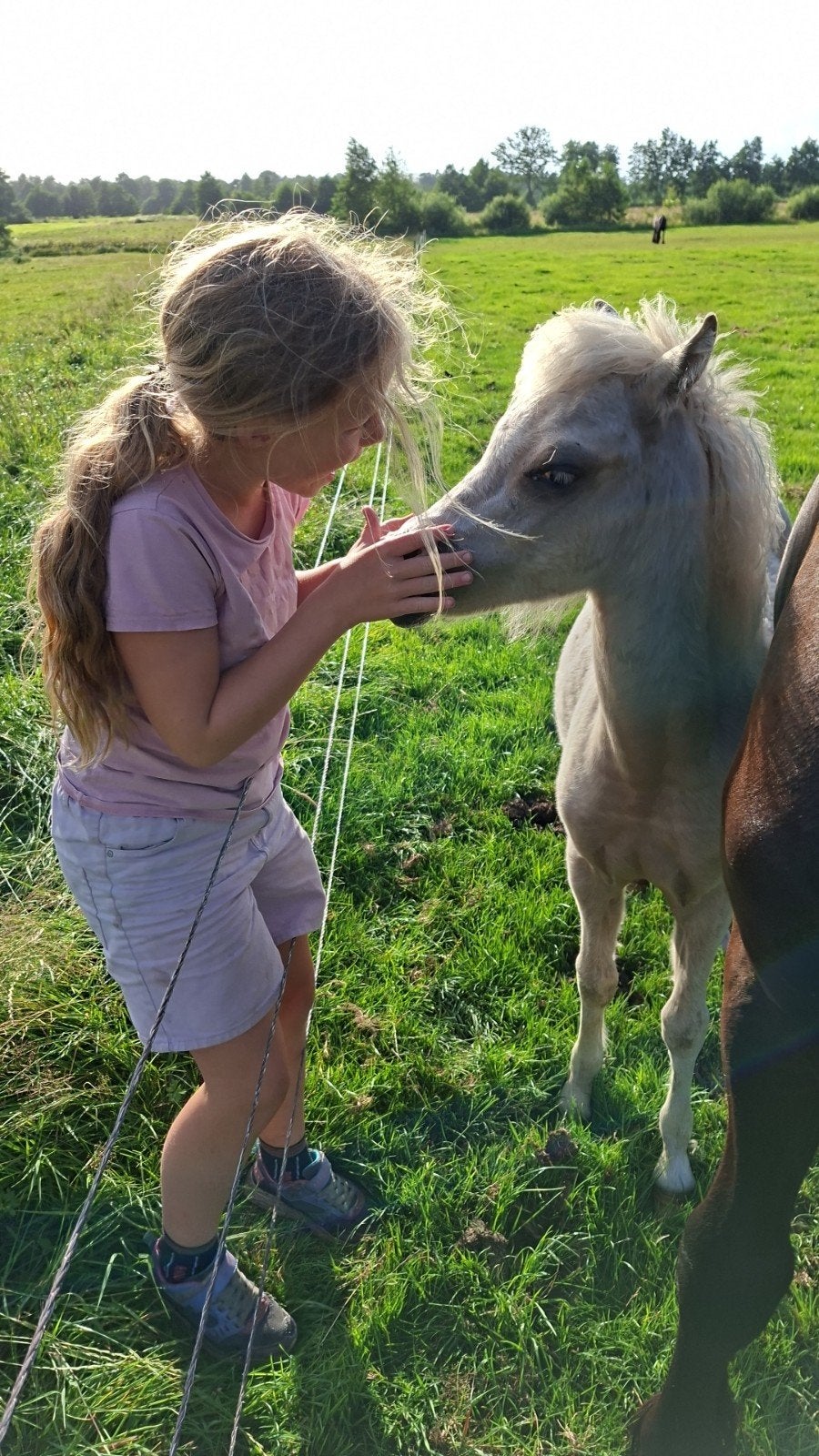 Palomino Welsh merrieveulen/Friese paard en/of hengstveulen, Dieren en Toebehoren, Pony's, Merrie, C pony (1.27m tot 1.37m), 0 tot 2 jaar