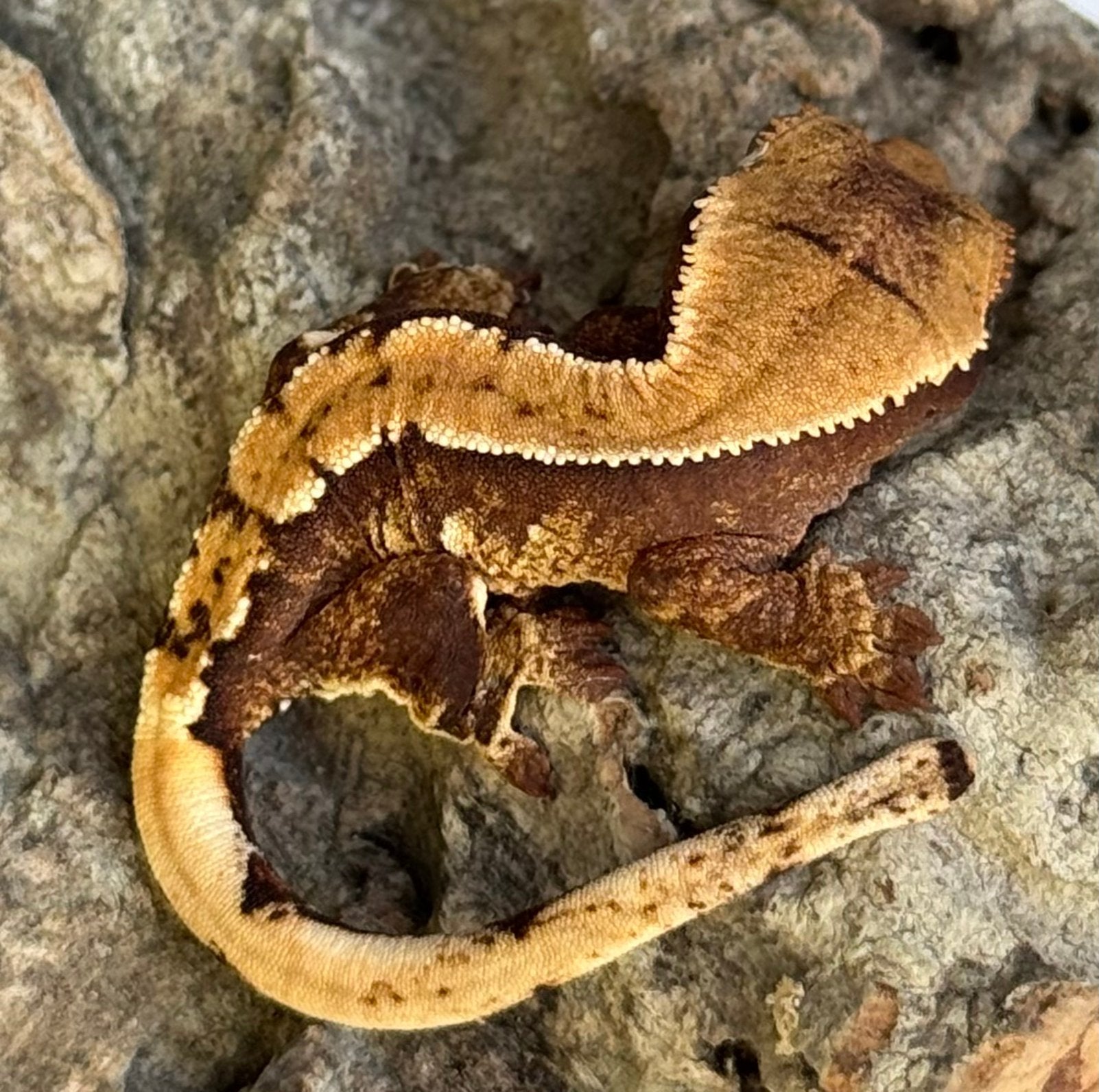 100% het Axanthic Harlequin baby wimper gekko te koop, Dieren en Toebehoren, Hagedis, Met terrarium, 0 tot 2 jaar