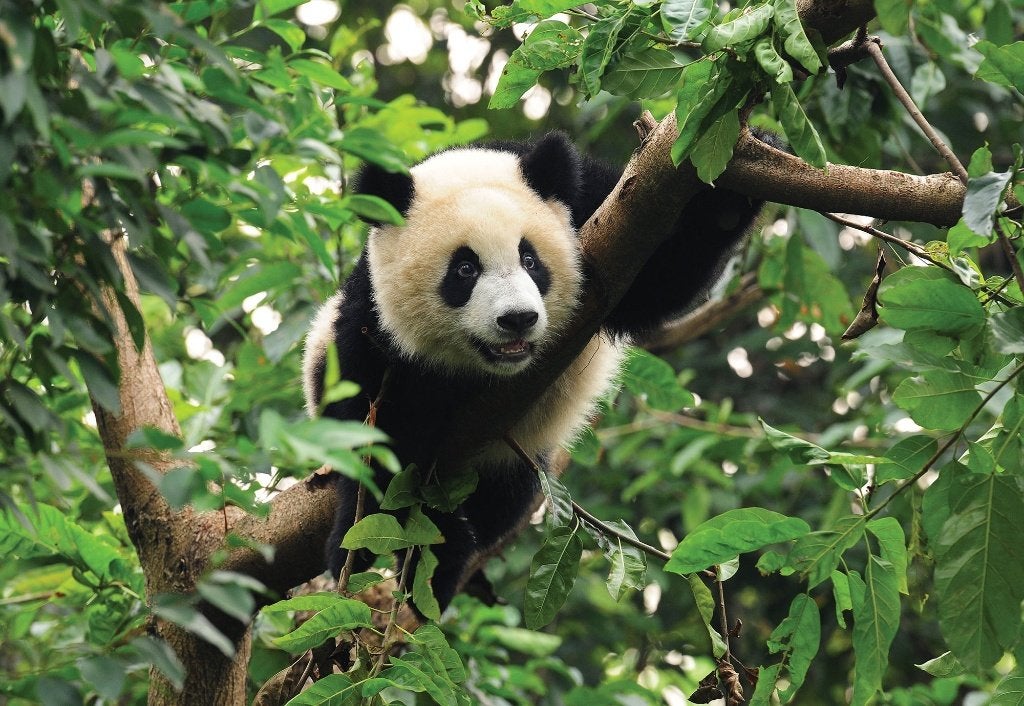Jungle fotobehang Panda, vlies behang Afm. 368 x 254 cm, Ophalen of Verzenden, Fotobehang