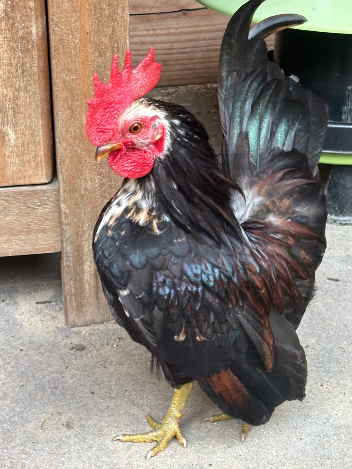 Serama haantje, Dieren en Toebehoren, Mannelijk, Kip