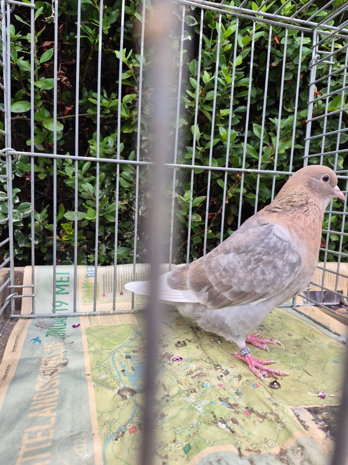 Arabische trommelduiven, Meerdere dieren
