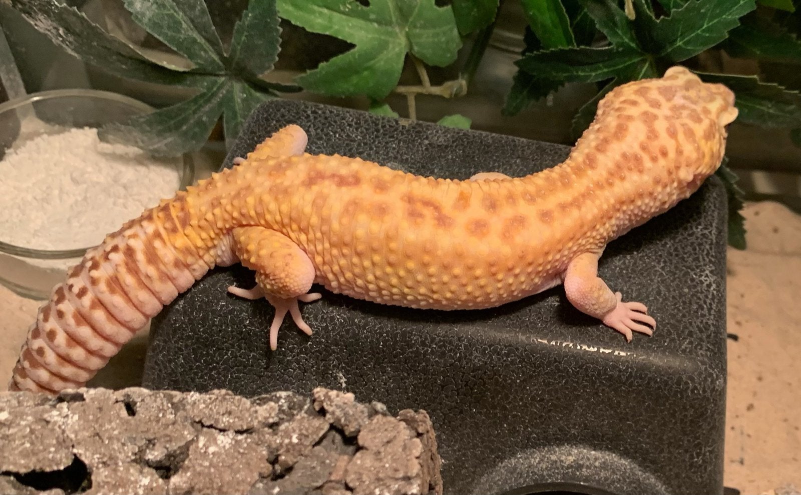 Luipaard gekko / Leopard gecko Tremper Albino Het Eclipse Leopard Gecko photo 3
