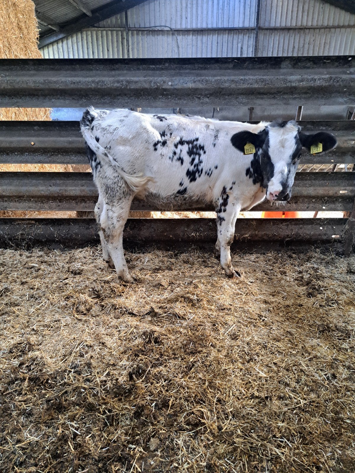 3 mooie blauwe kalveren, Dieren en Toebehoren, Runderen, Vrouwelijk