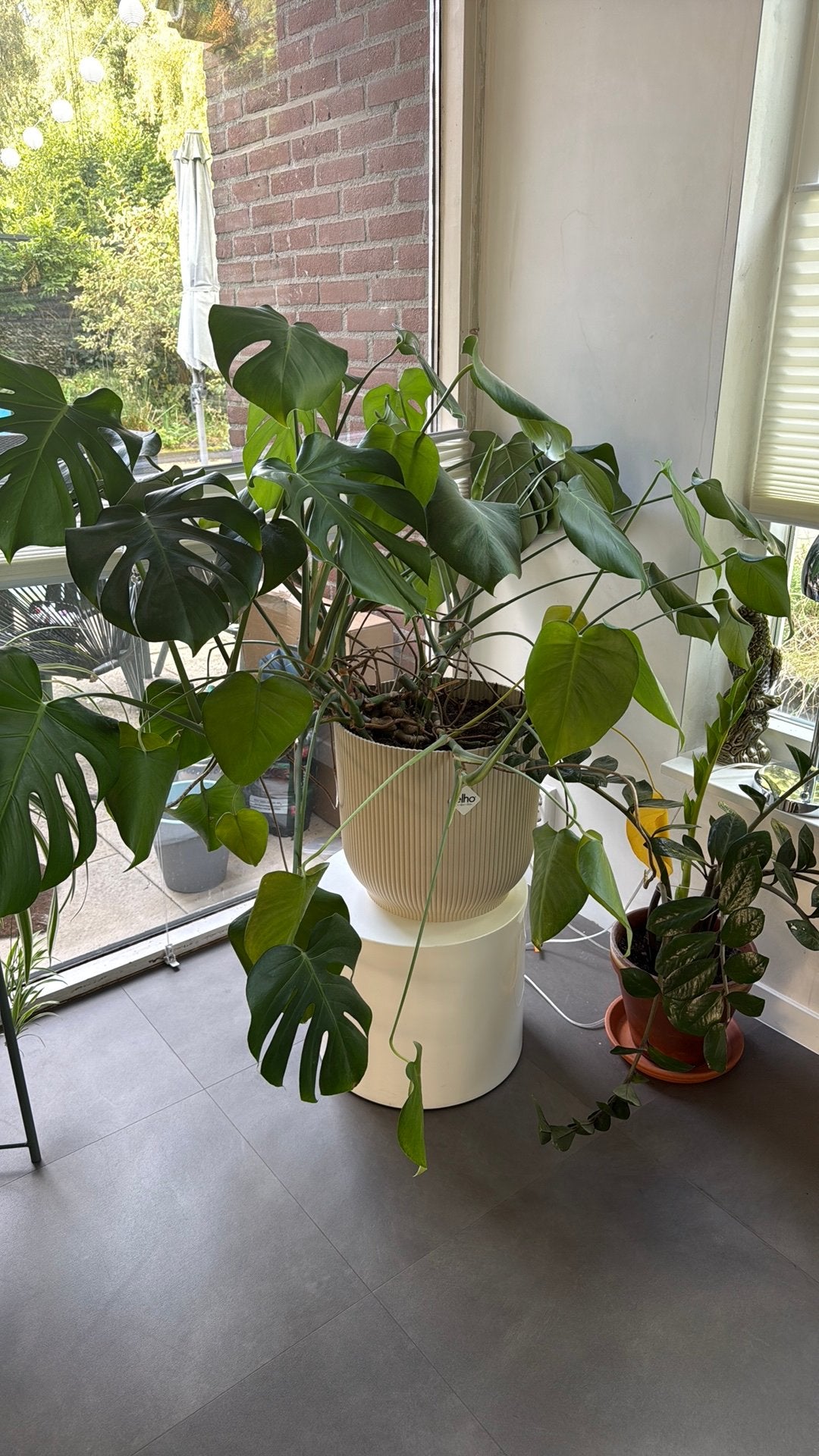 Grote monstera plant  Monstera deliciosa, Ophalen, Halfschaduw, Minder dan 100 cm