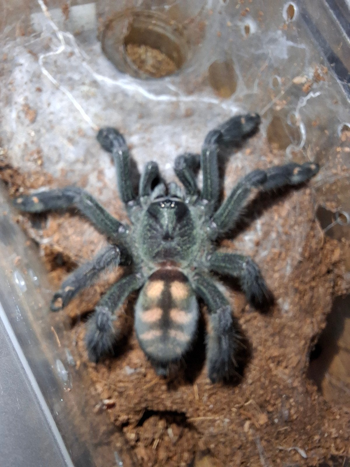 Psalmopoeus irminia, Dieren en Toebehoren