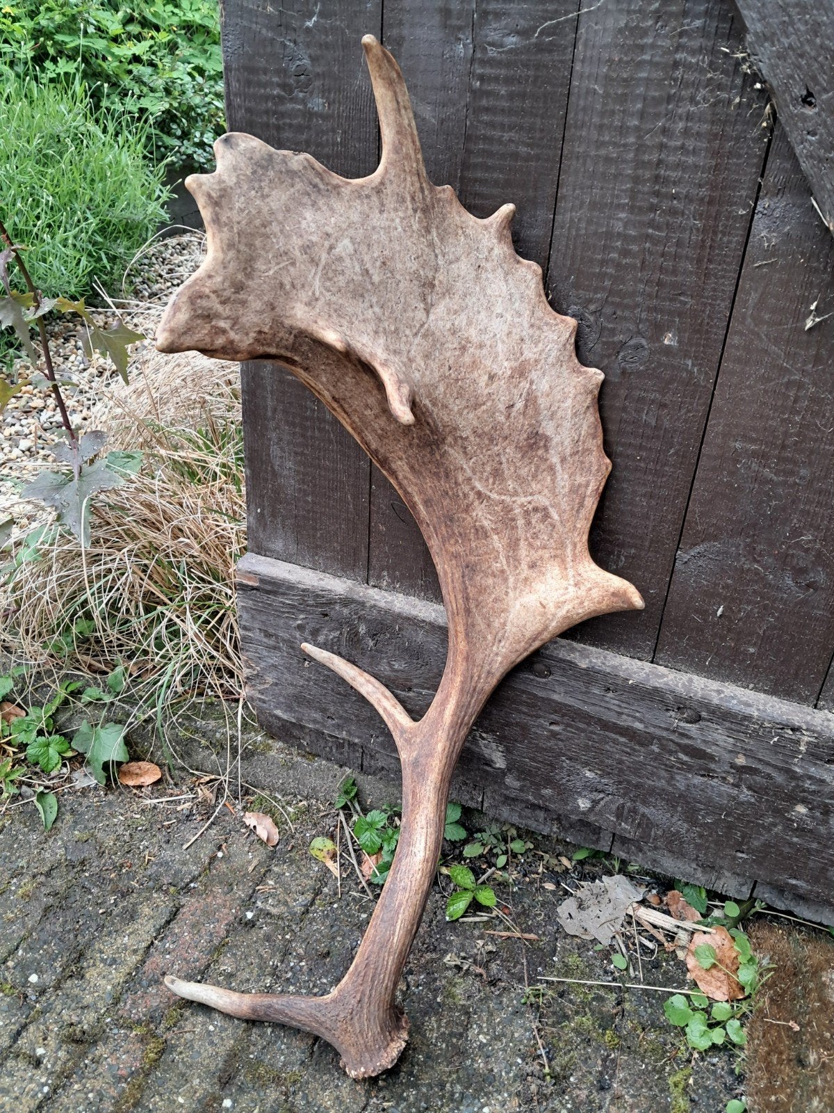Damhert gewei met unieke Mutatie. Hert - landelijk, Ophalen of Verzenden, Zo goed als nieuw, Hert, Gewei of Kop