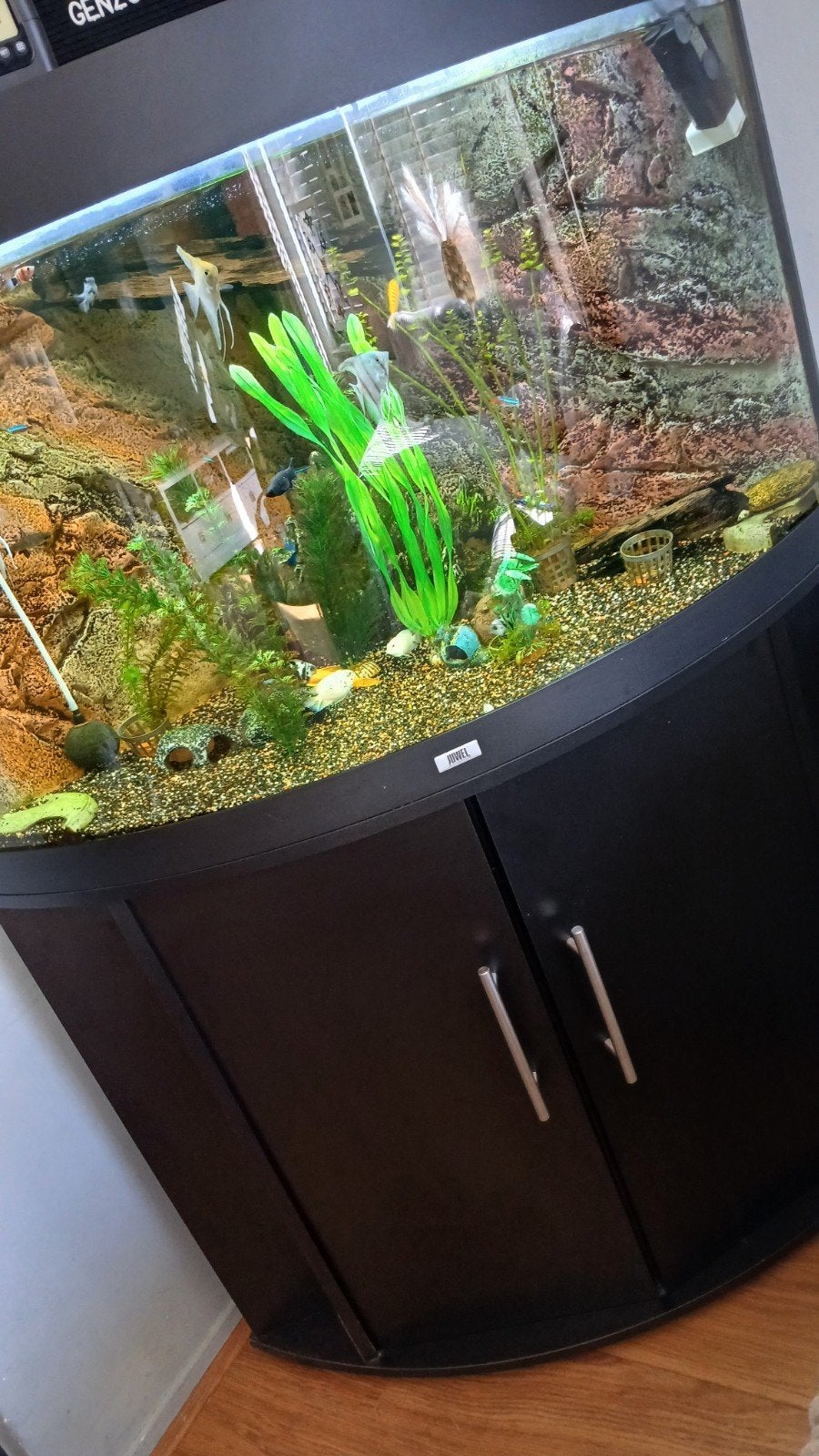 Juwel hoek Aquarium, Ophalen, Zo goed als nieuw, Gevuld zoetwateraquarium