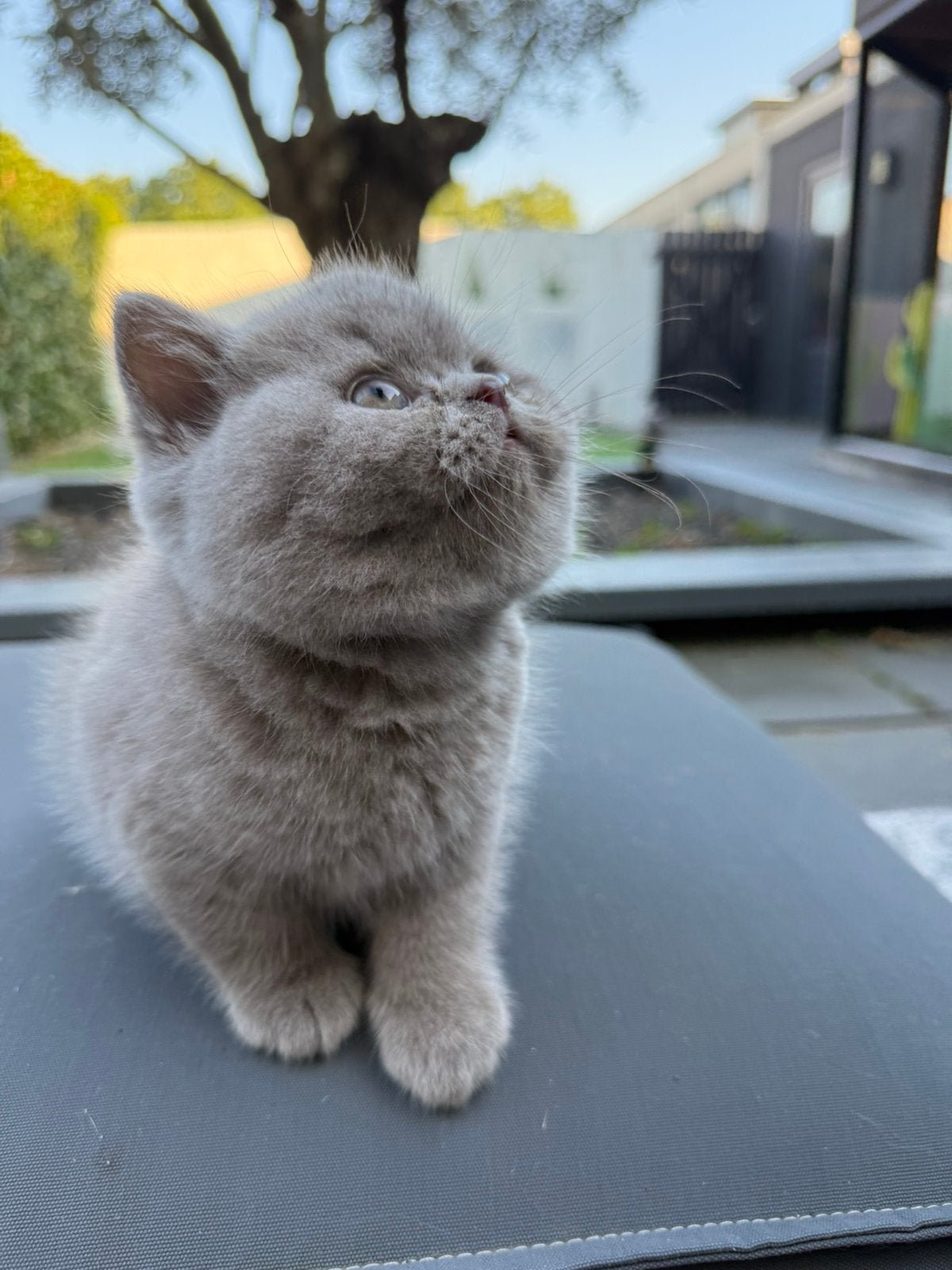 Blauw brits korthaar katertje uit kampioenslijnen, Dieren en Toebehoren, Katten en Kittens | Raskatten | Korthaar, Kater, 0 tot 2 jaar