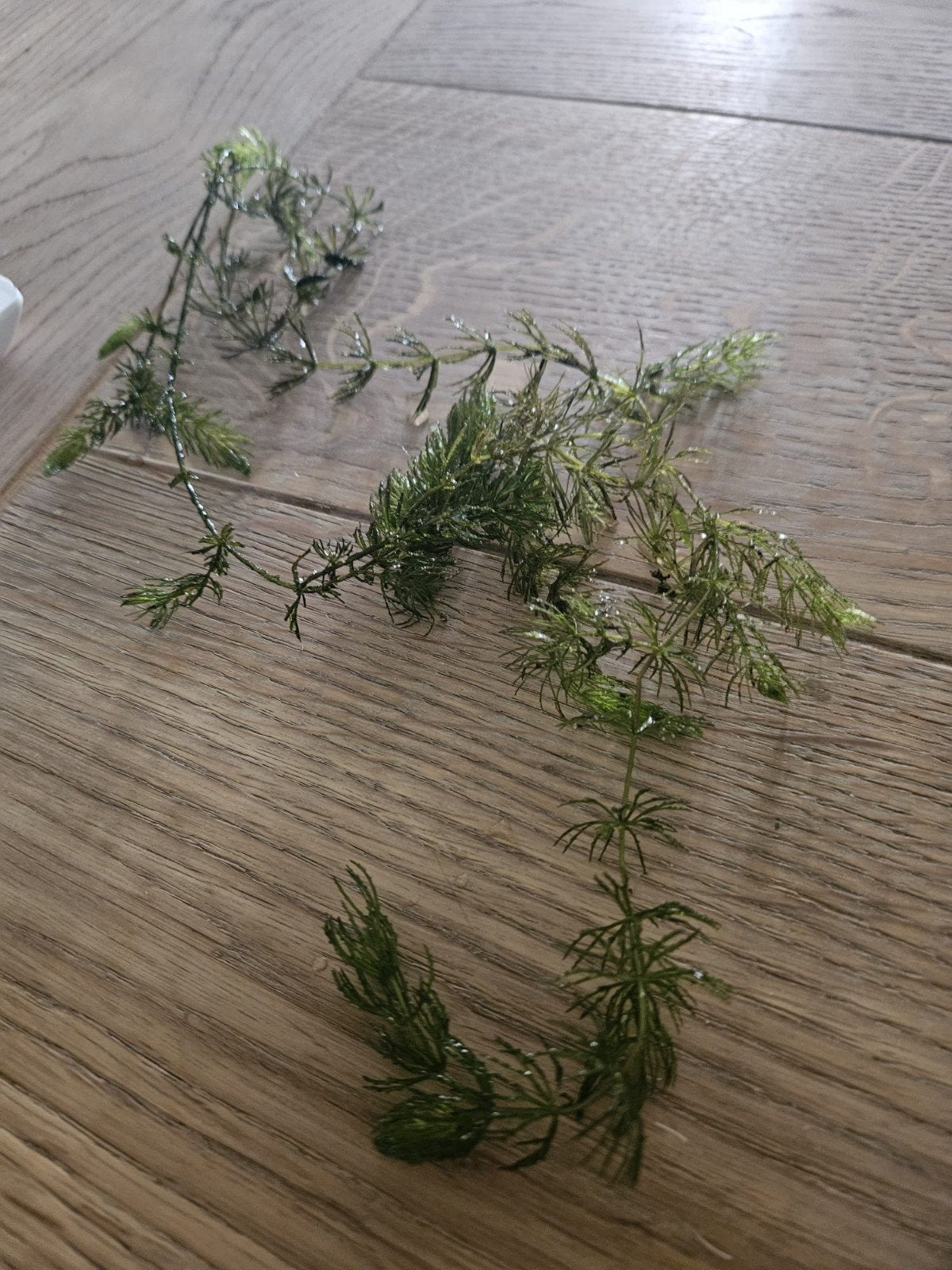 Gratis zuurstofplanten, Ophalen