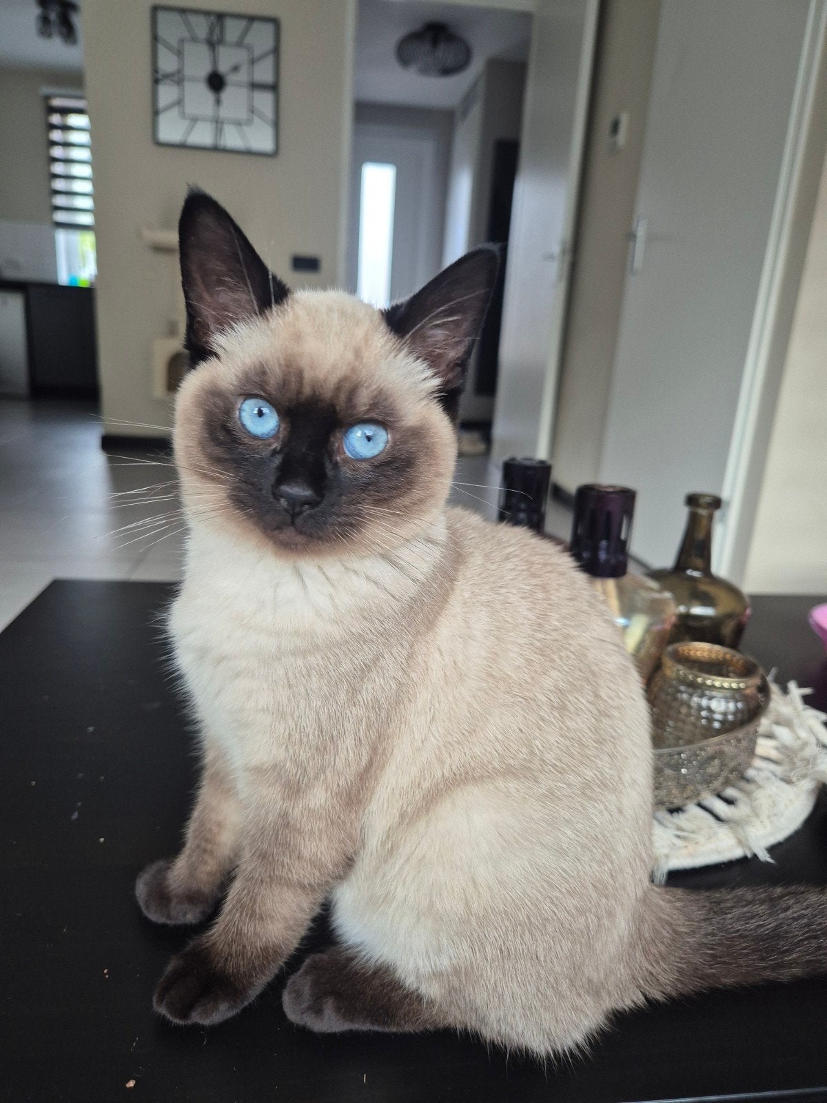 onze lieve Smokey van 1 jaar en 4 maanden, Poes, Ontwormd, 0 tot 2 jaar