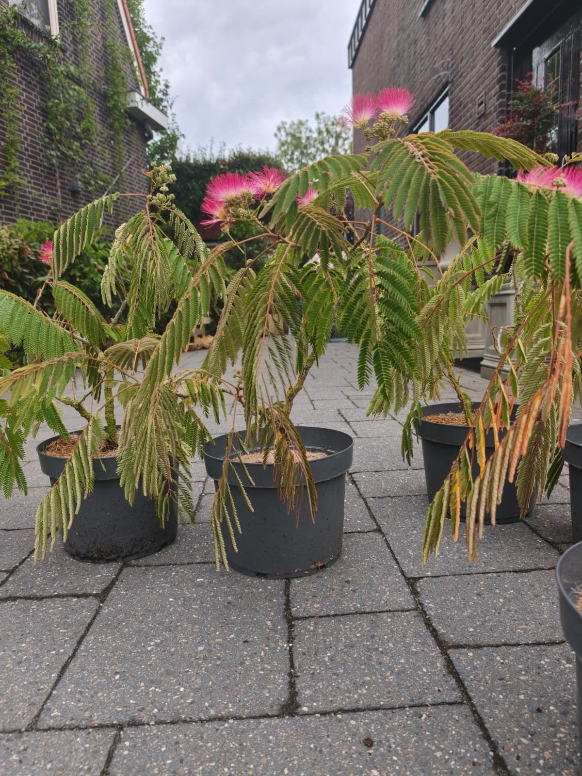 Albizia 'slaapboom', Tuin en Terras, Planten | Tuinplanten, Ophalen, Eenjarig, Groenteplanten, Volle zon