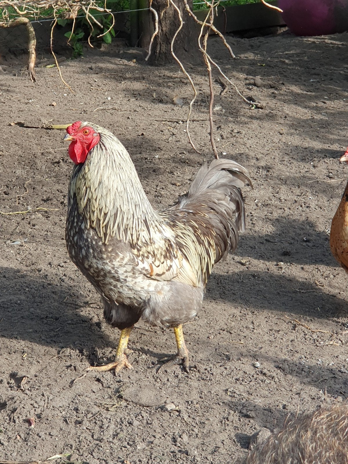 Mooie haan, Dieren en Toebehoren, Mannelijk, Kip
