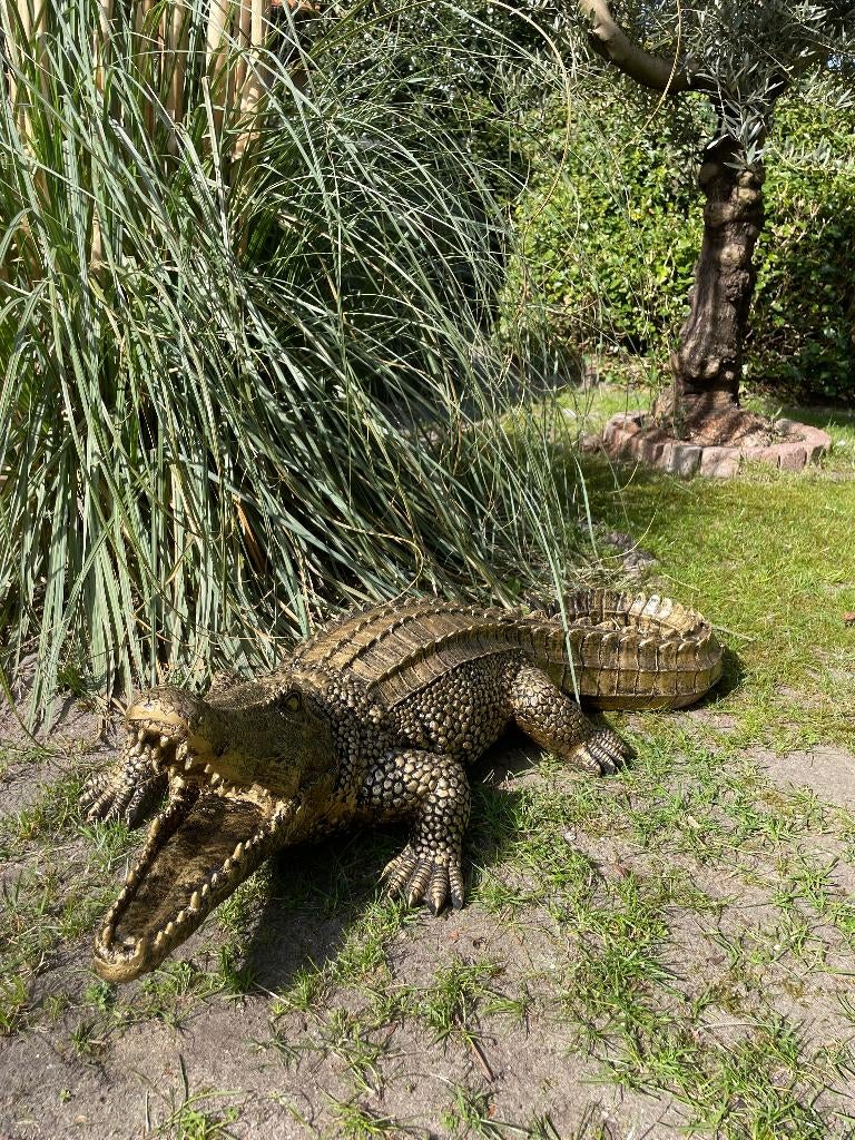 Krokodil Antiek goud, tuin, zwembad, vijver, boerderij 100cm, Ophalen, Nieuw, Kunststof, Dierenbeeld