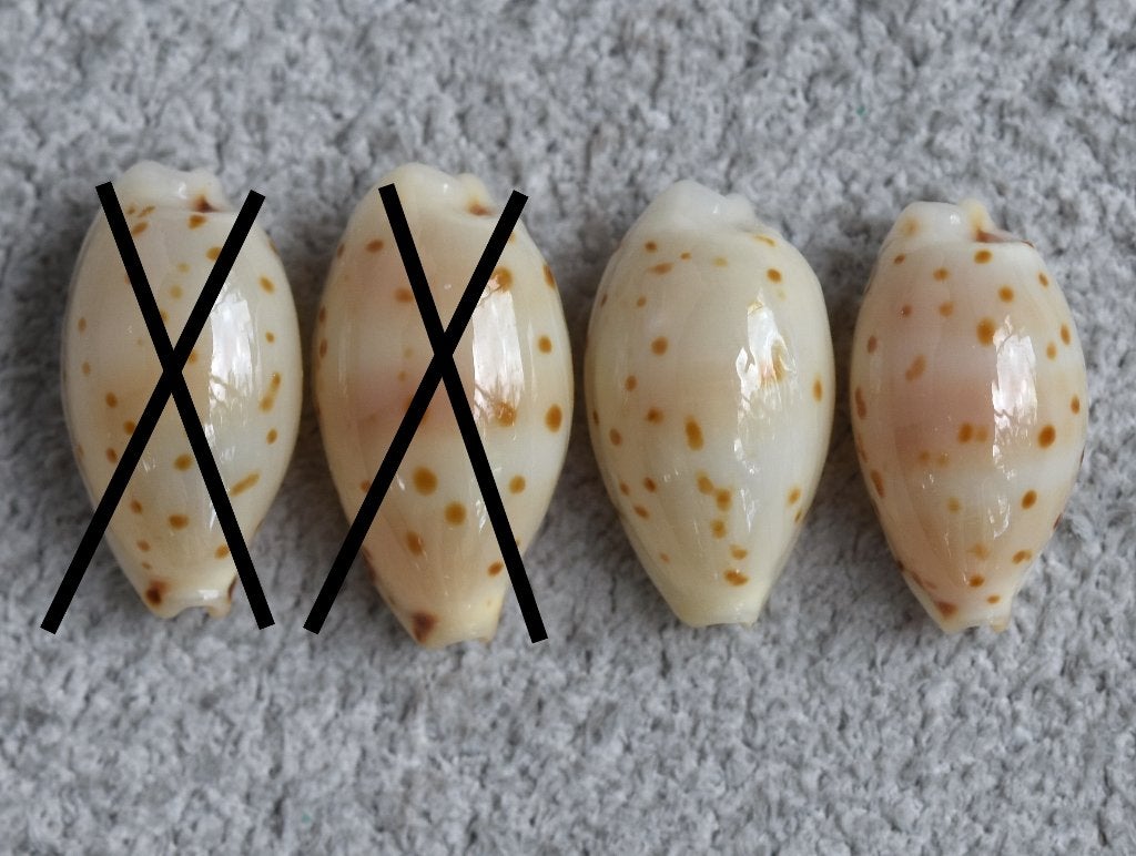 Schelpen: Cypraea punctata trizonata 8,6-9,6mm (Gem), Ophalen of Verzenden, Schelp(en)