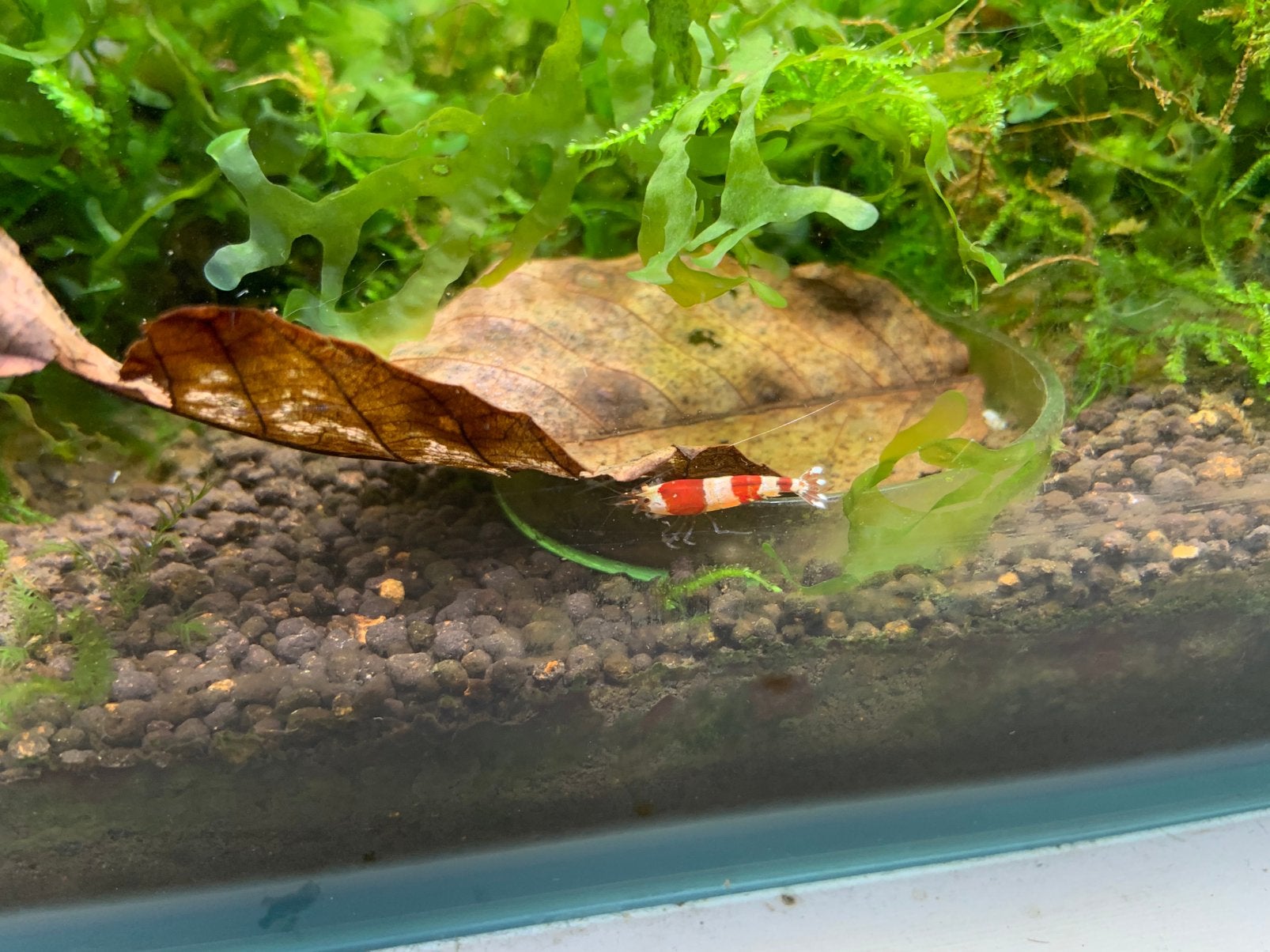 Crystal red garnalen met Taiwan bee genen op leidingwater, Dieren en Toebehoren, Vis, Zoetwatervis, Schoolvis