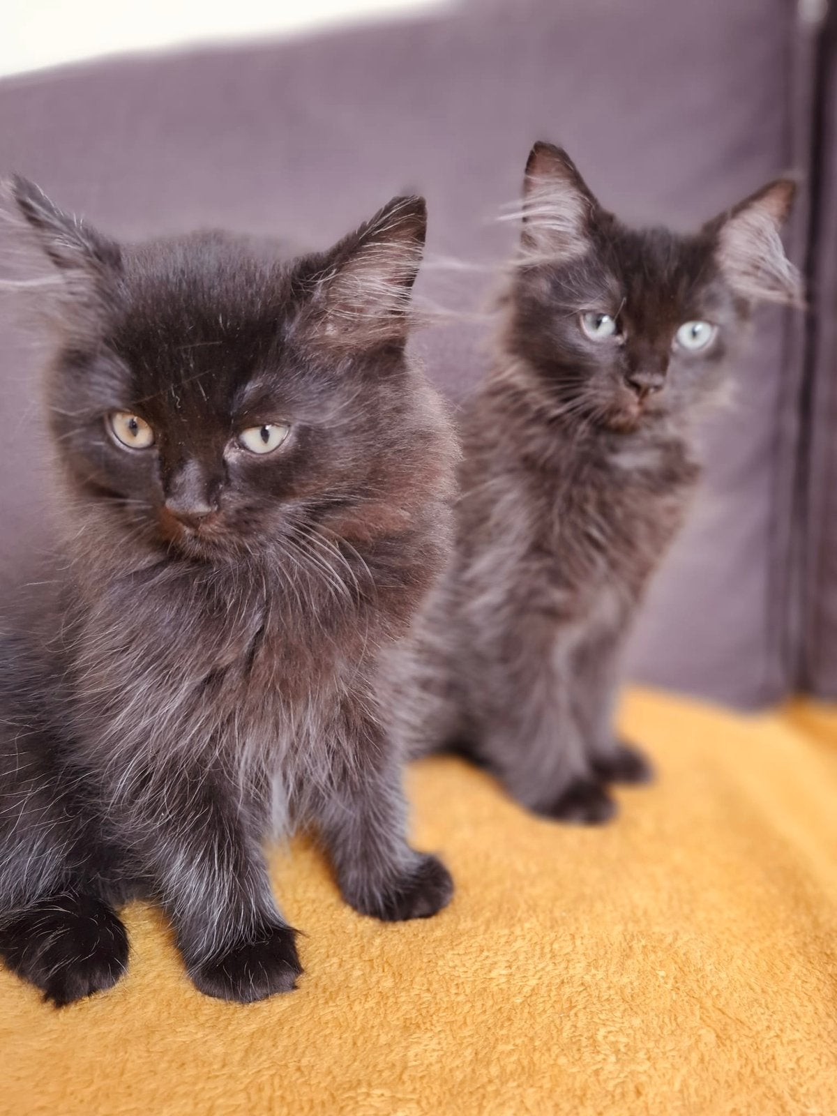 Kittens Kiki & César (Perzische Kat/Britse Korthaar), Meerdere dieren, Ontwormd, 0 tot 2 jaar