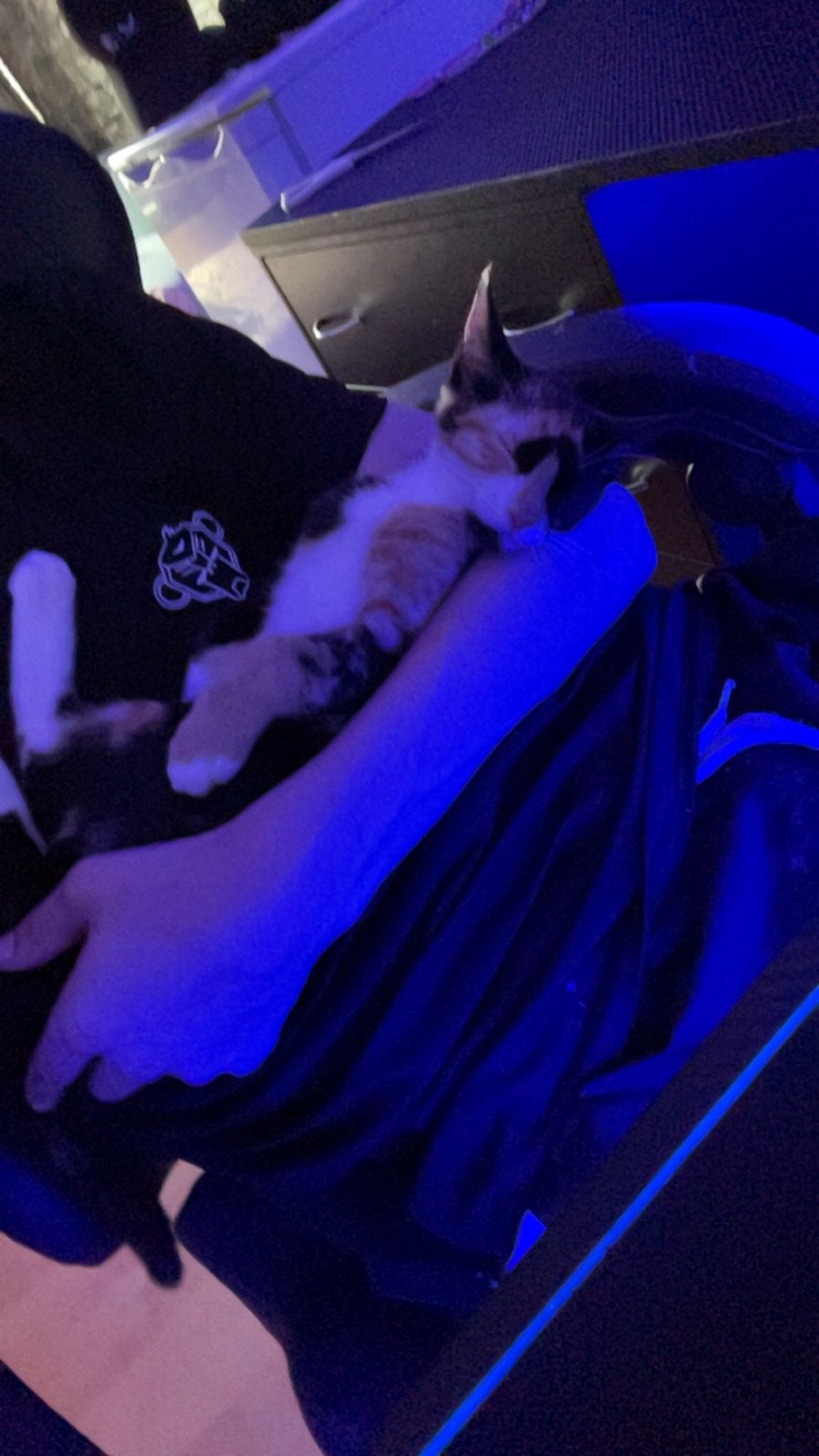 Lola 20 feb poes, Poes, Kortharig, 0 tot 2 jaar