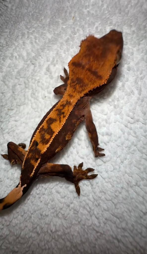 Wimpergekko baby Crested Gecko - unknown for sale from CrestieDragons