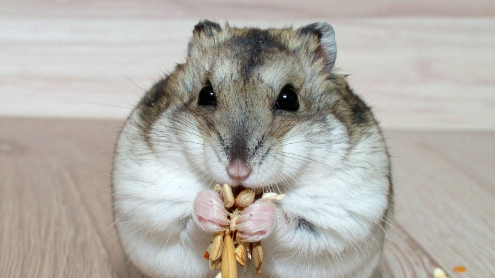 hamster vakantie oppas, Dieren en Toebehoren, Knaagdieren, Meerdere dieren, Januari