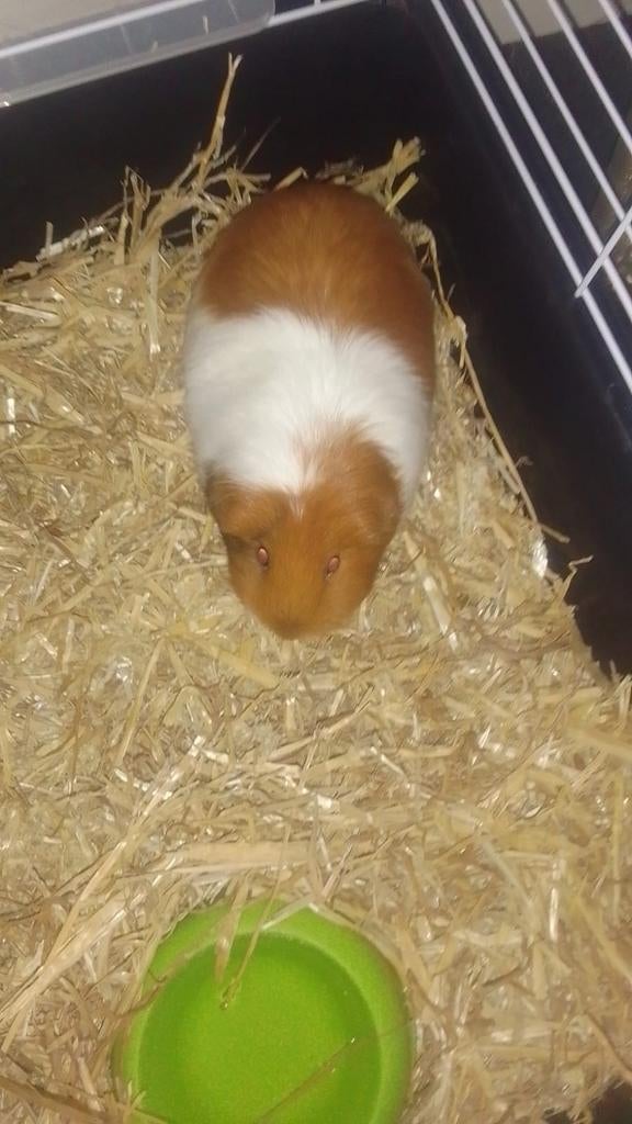 Cavia, Januari, Mannelijk, Cavia